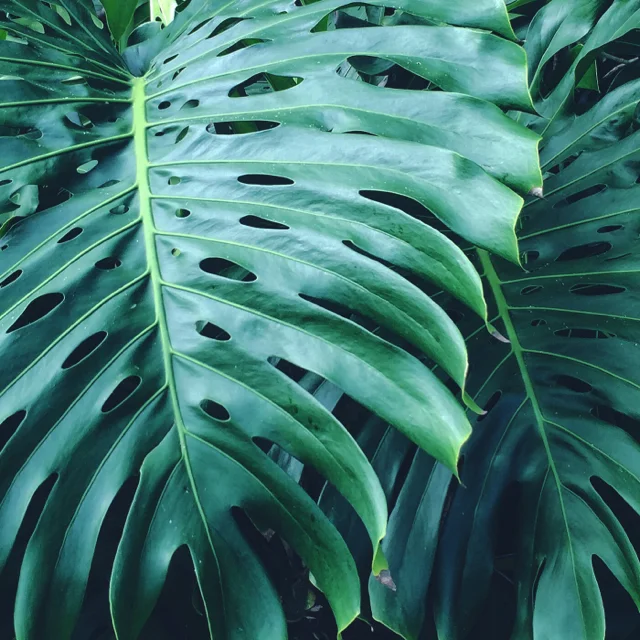 monstera1.jpg