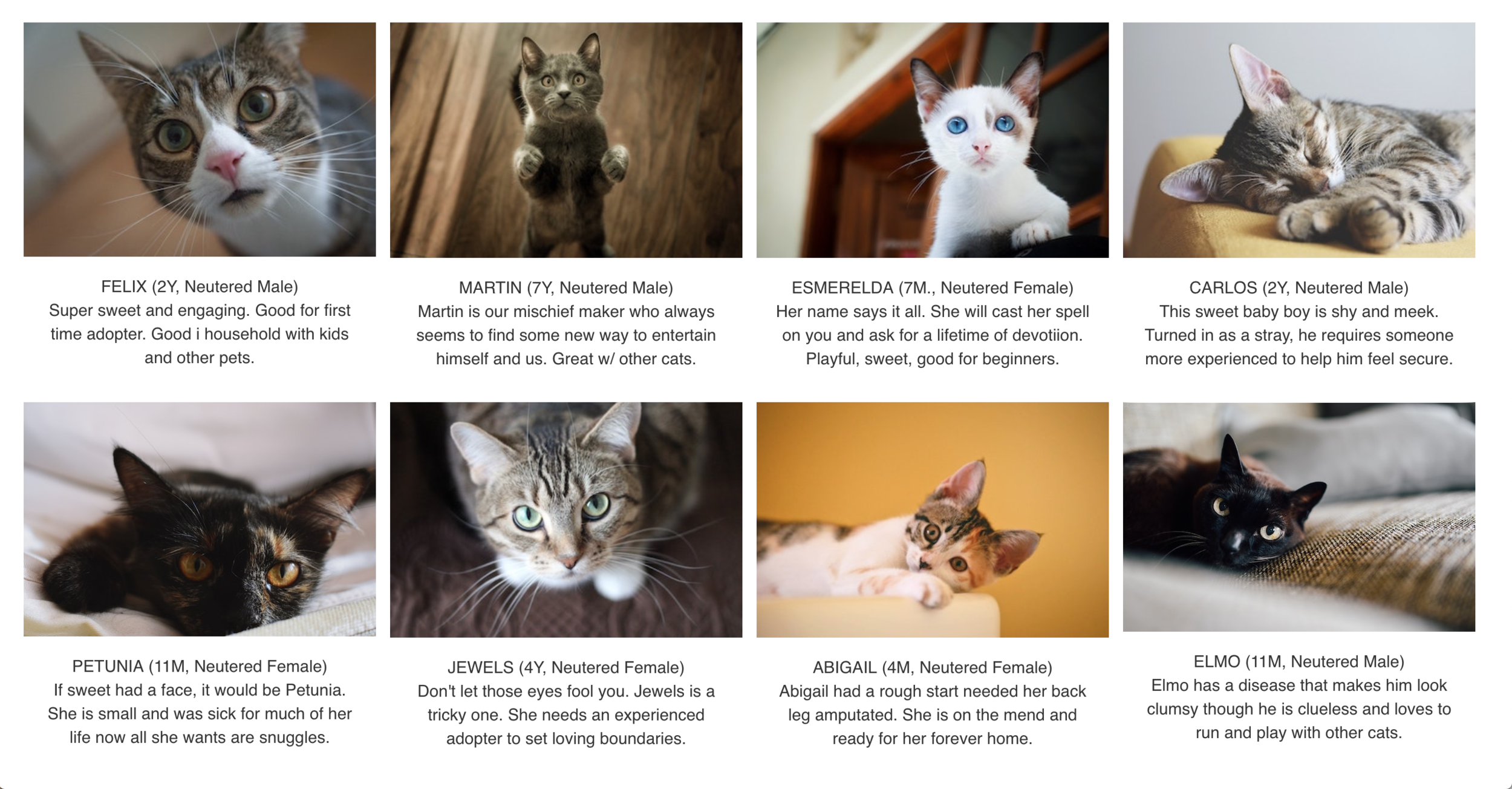 Adoptable Cats