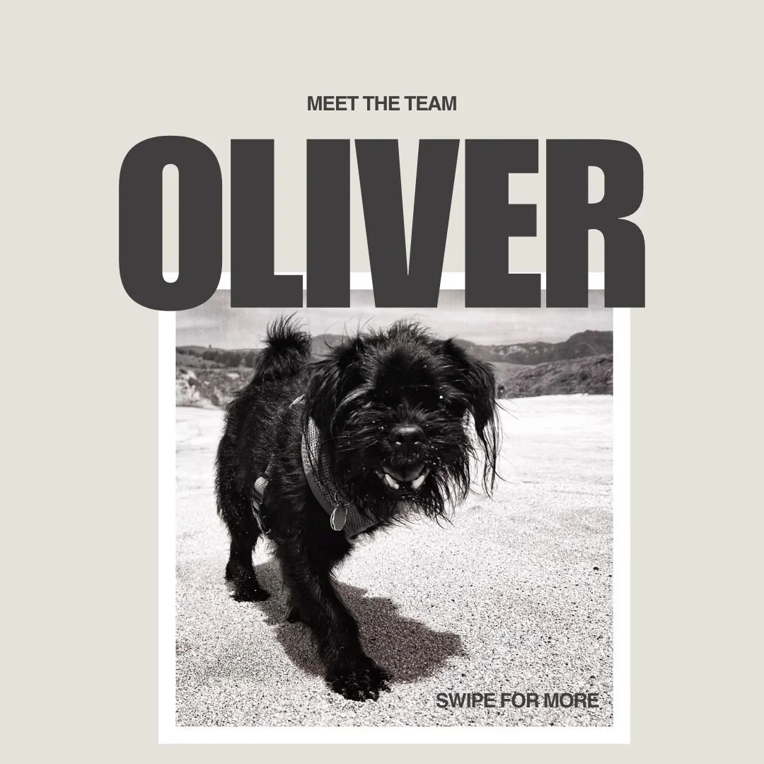 Meet Oliver, RP's Mayor of Mischief (aka Olzy, Ollie, Mister Face....) Oliver is my eldest at 13 1/2 and the glue that holds our little family together. 

A rescue from a puppy mill in the south, he's come a long way from being uncertain about how to