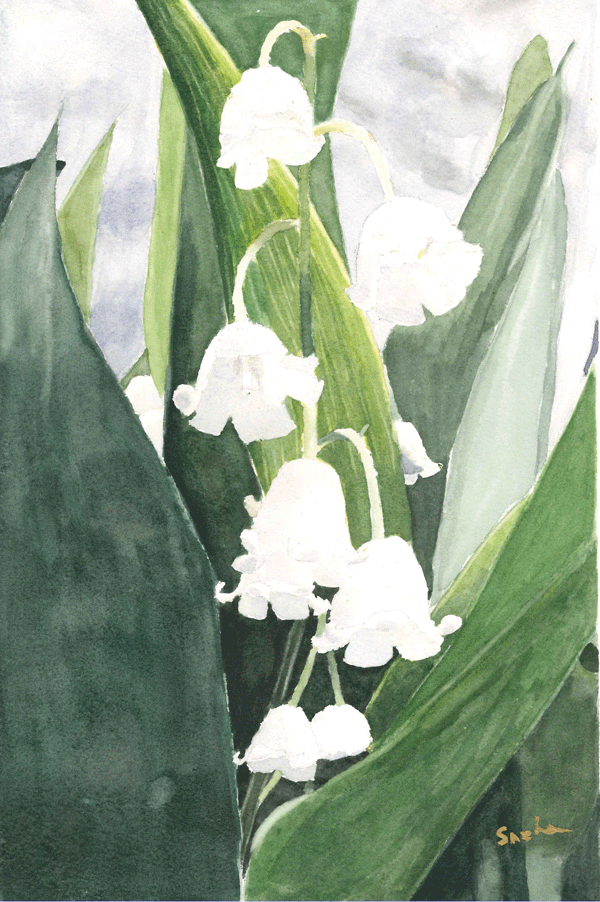 LILY OF THE VALLEY