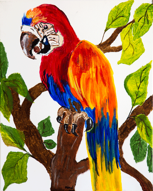 Colorful Macaw