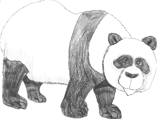 pandaSketch.jpeg
