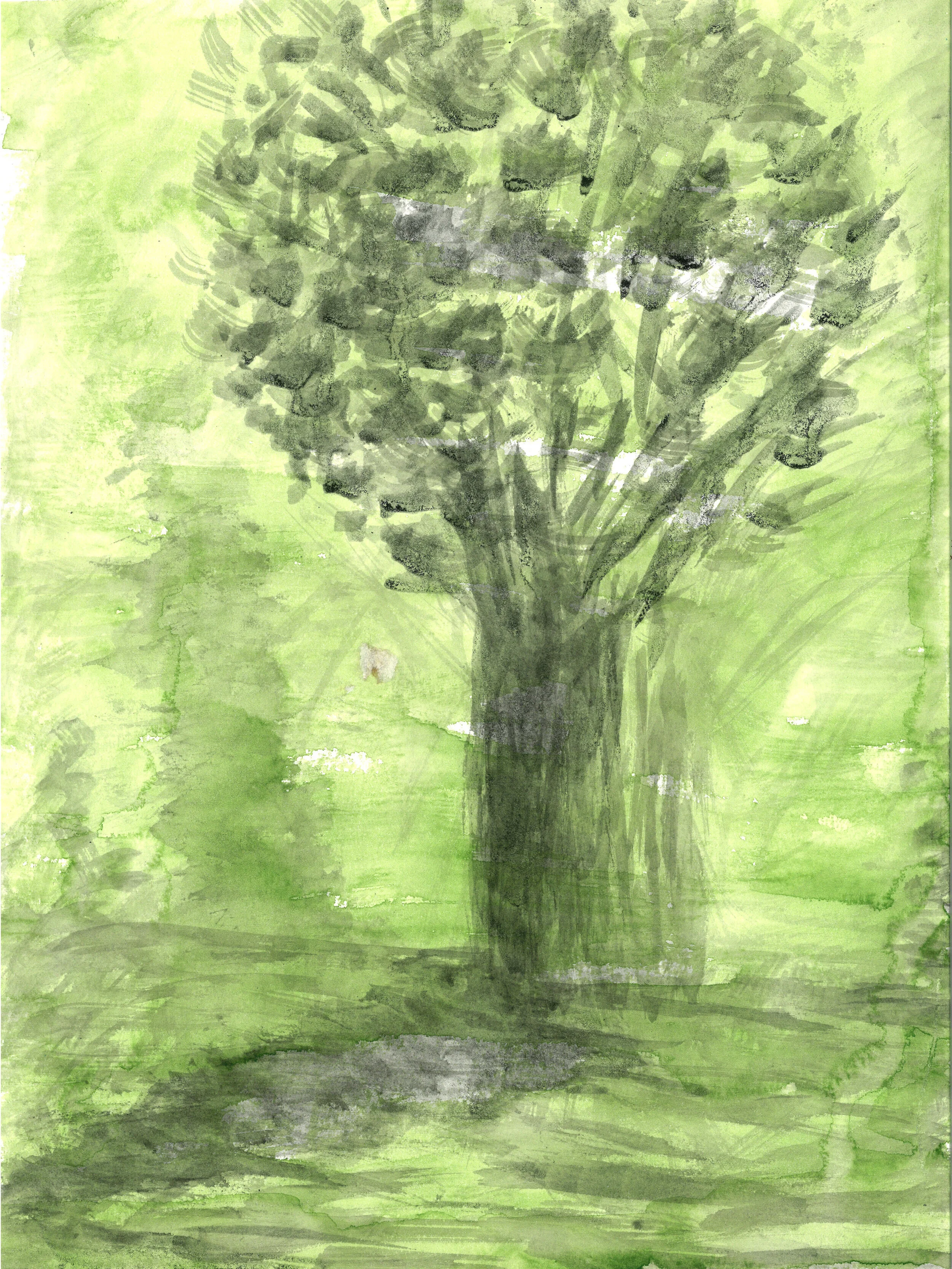 Tree and Shadow.jpg