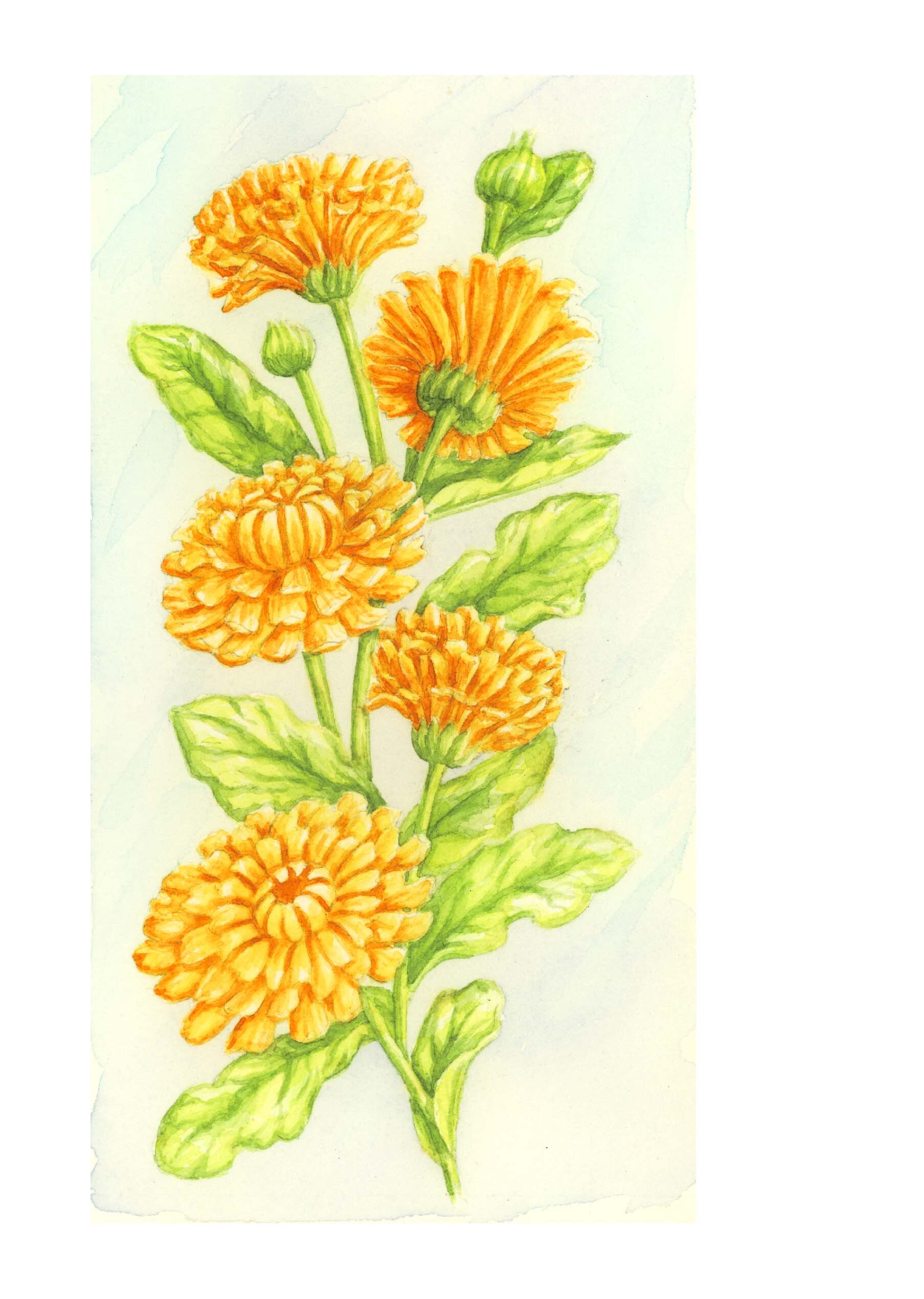 Marigolds.jpg