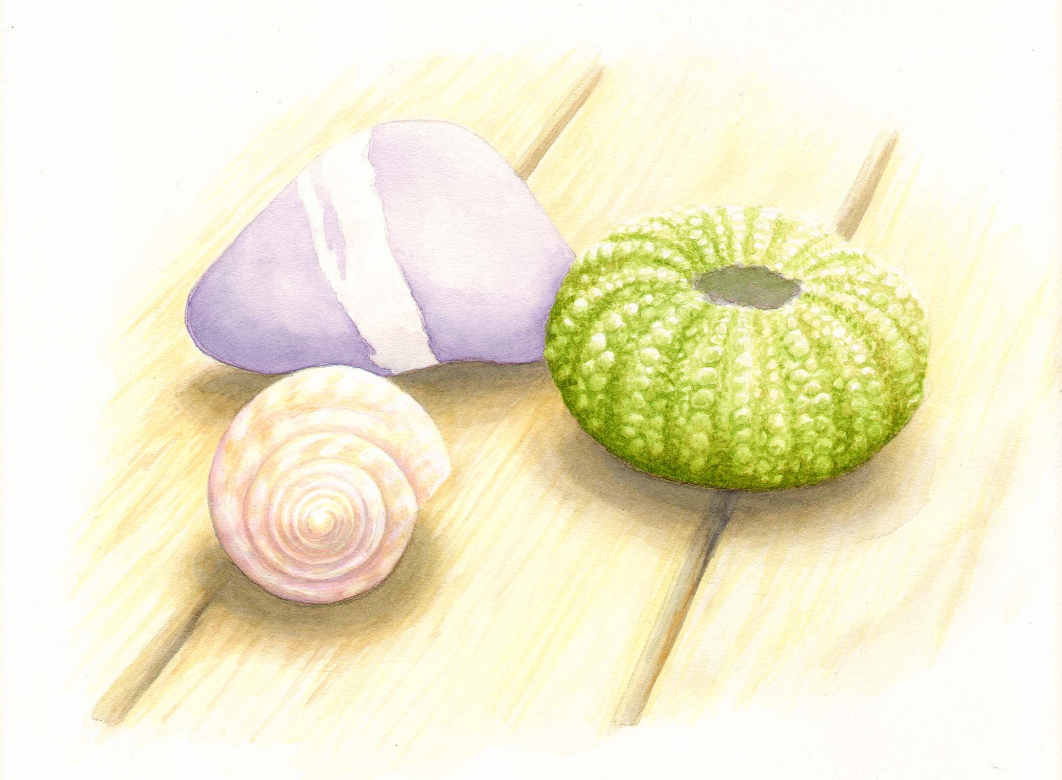 Shells1.jpg