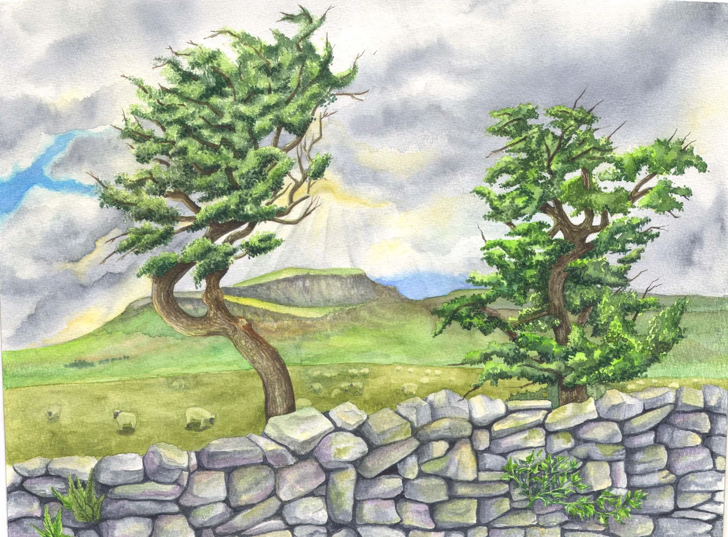 Wren mushukining joylashuvi