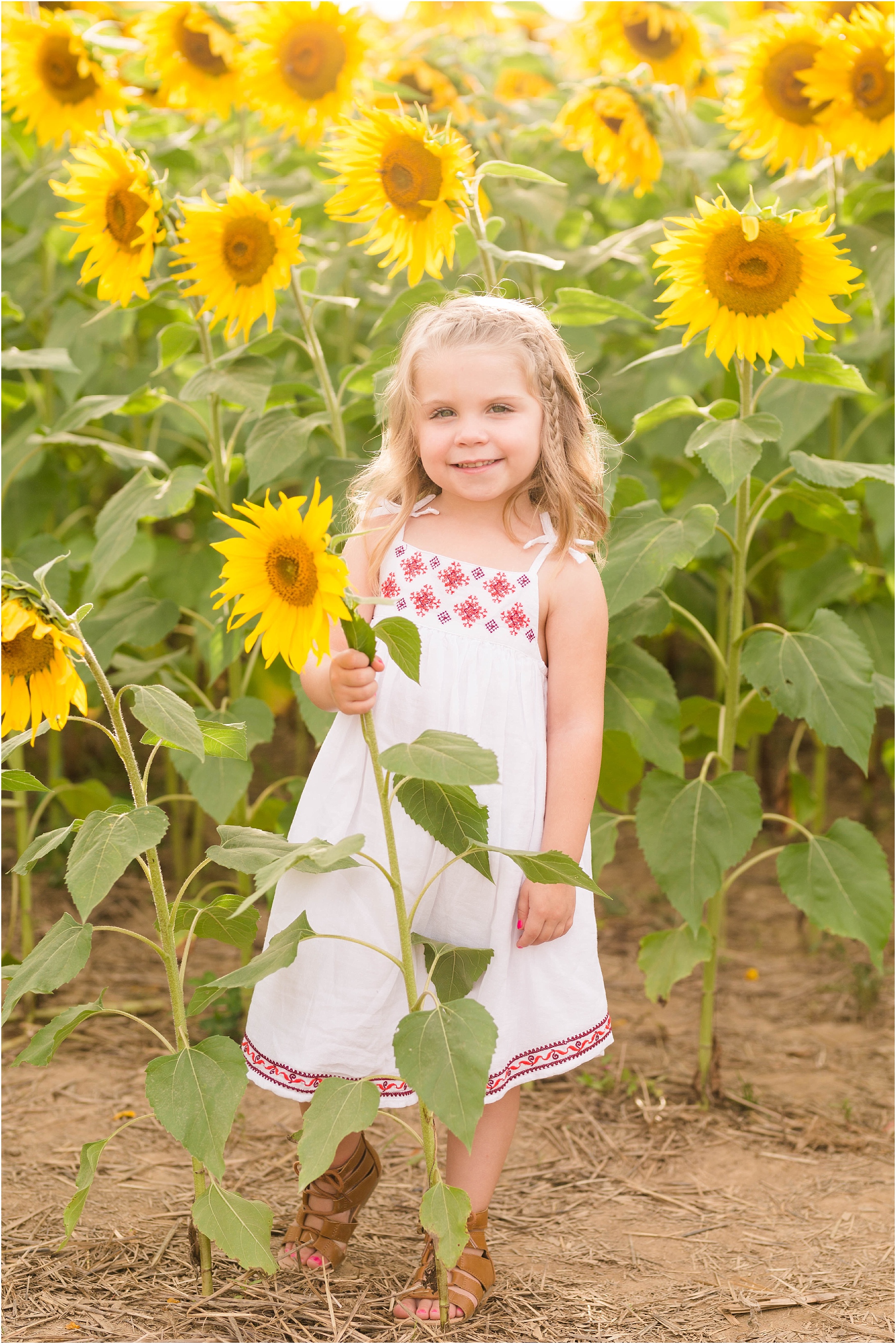 carroll-county-photographer-sunflower-field-7.jpg