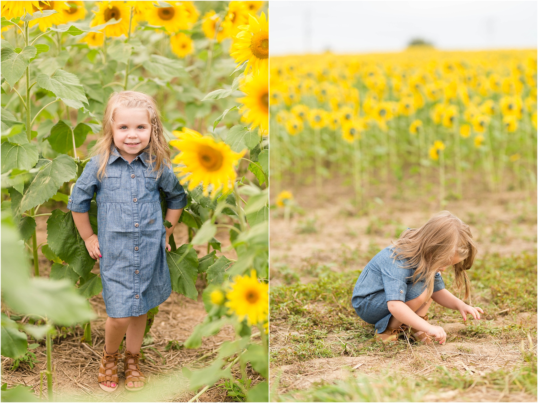 carroll-county-photographer-sunflower-field-36.jpg