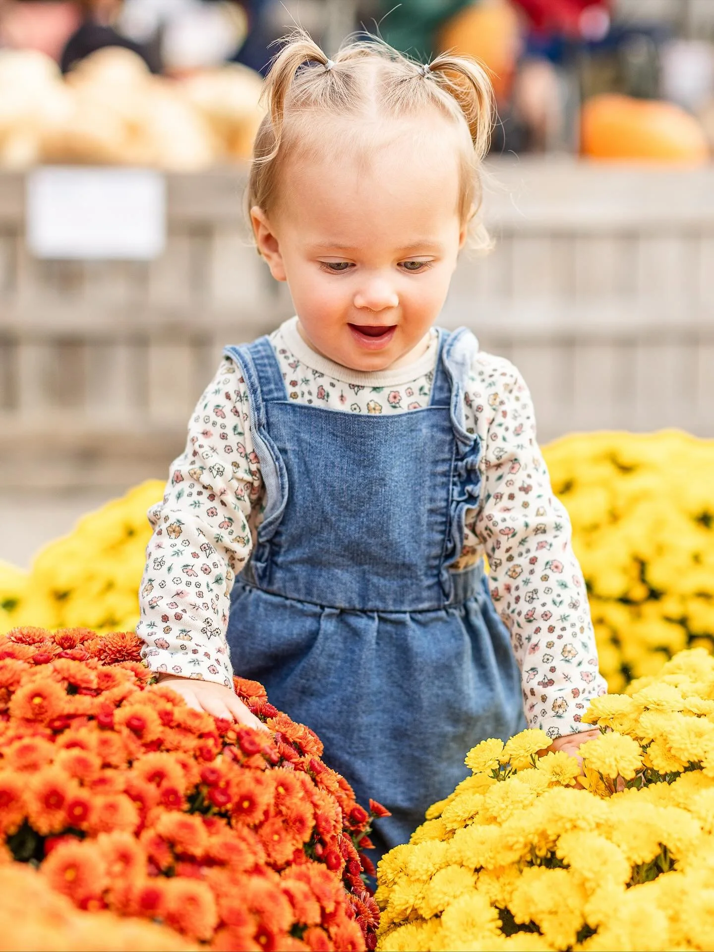 Fall is in the air and Aspen is a big fan 🍂😍 She loved her trip to @baughersorchard 🍎
#baughersorchard #westminstermd #westminstermdphotographer #carrollcountyphotographer #fall #fallphotos #westminsterphotographer