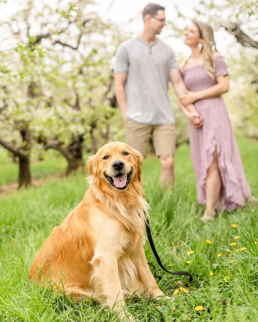 Moose wanted to pop into your feed and spread some smiles! Happy Wednesday! 

#carrollcountyphotographer #springminis #baughersorchard #westminstermd