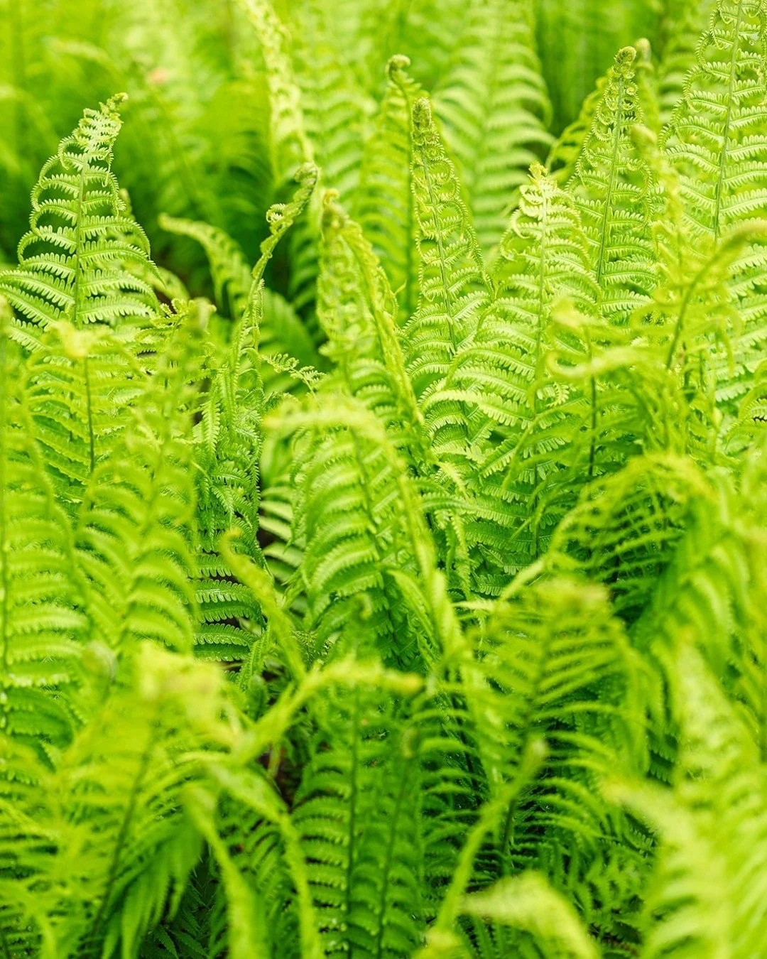 I love hiking in the Spring and seeing all of the new growth in the woods. It feels like a new chapter is beginning.

#spring #carrollcountyphotographer #ferns #westminstermd