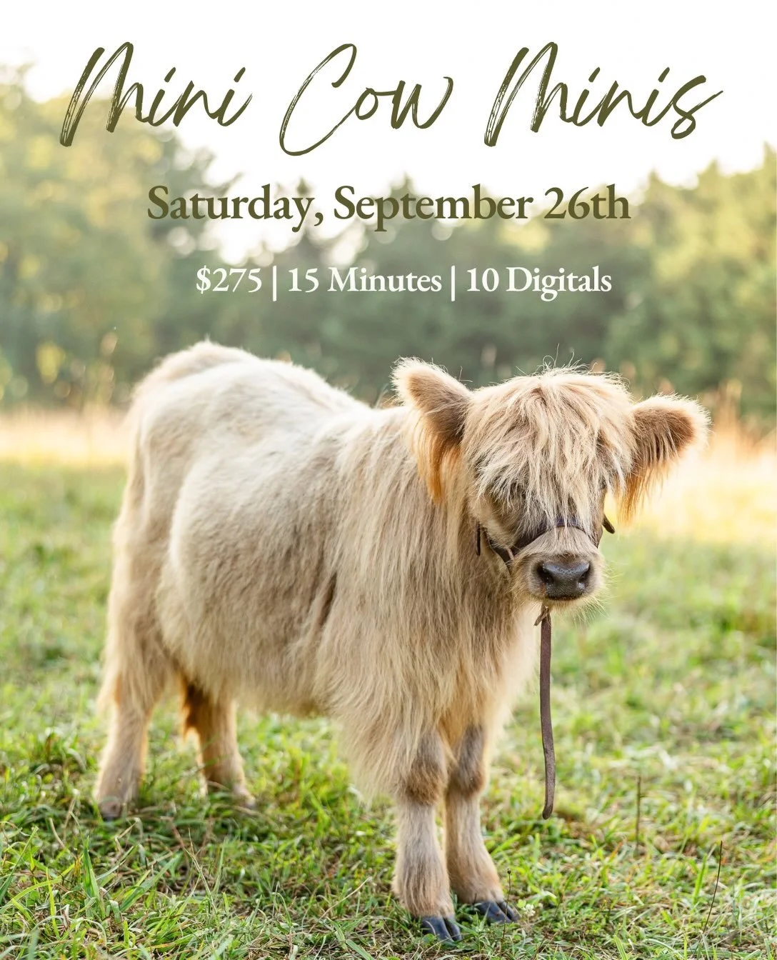 The second round of Mini Cow Minis is here! Sorry for the last minute announcement 😅 September hit off Fall busy season and it&rsquo;s been crazy! Visit the link in my bio to book your session with the sweetest little cows (and goats!)🐐🐄

#carroll