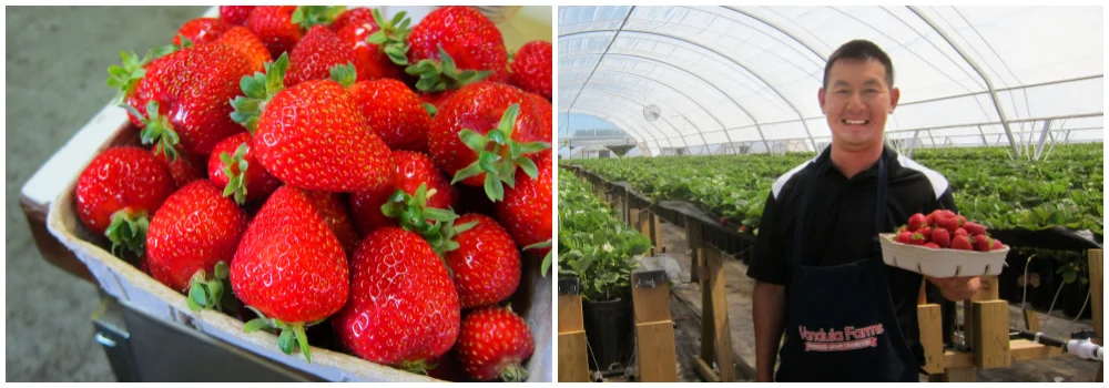  Steve and his greenhouse grown strawberries.