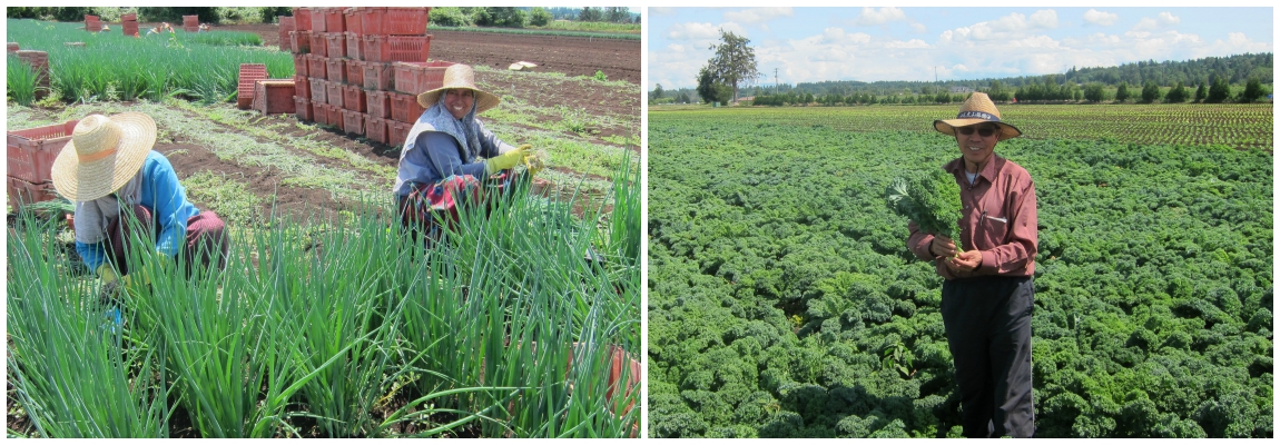 L: Many of Kim's employees have been with him for over 20 years. R: Kim Chow showcasing his kale. 