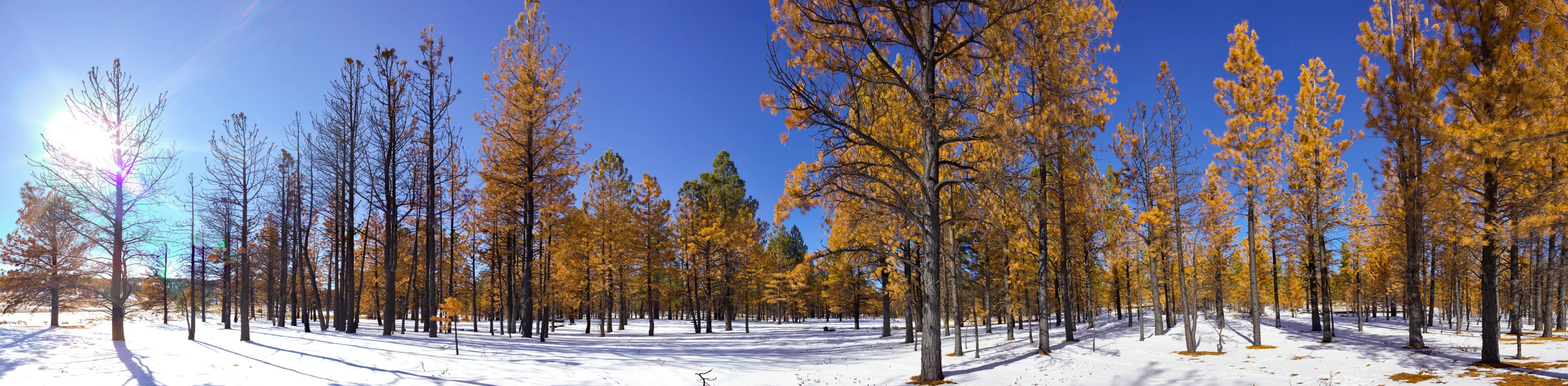Bryce Canyon Forest in Winter - Utah, USA