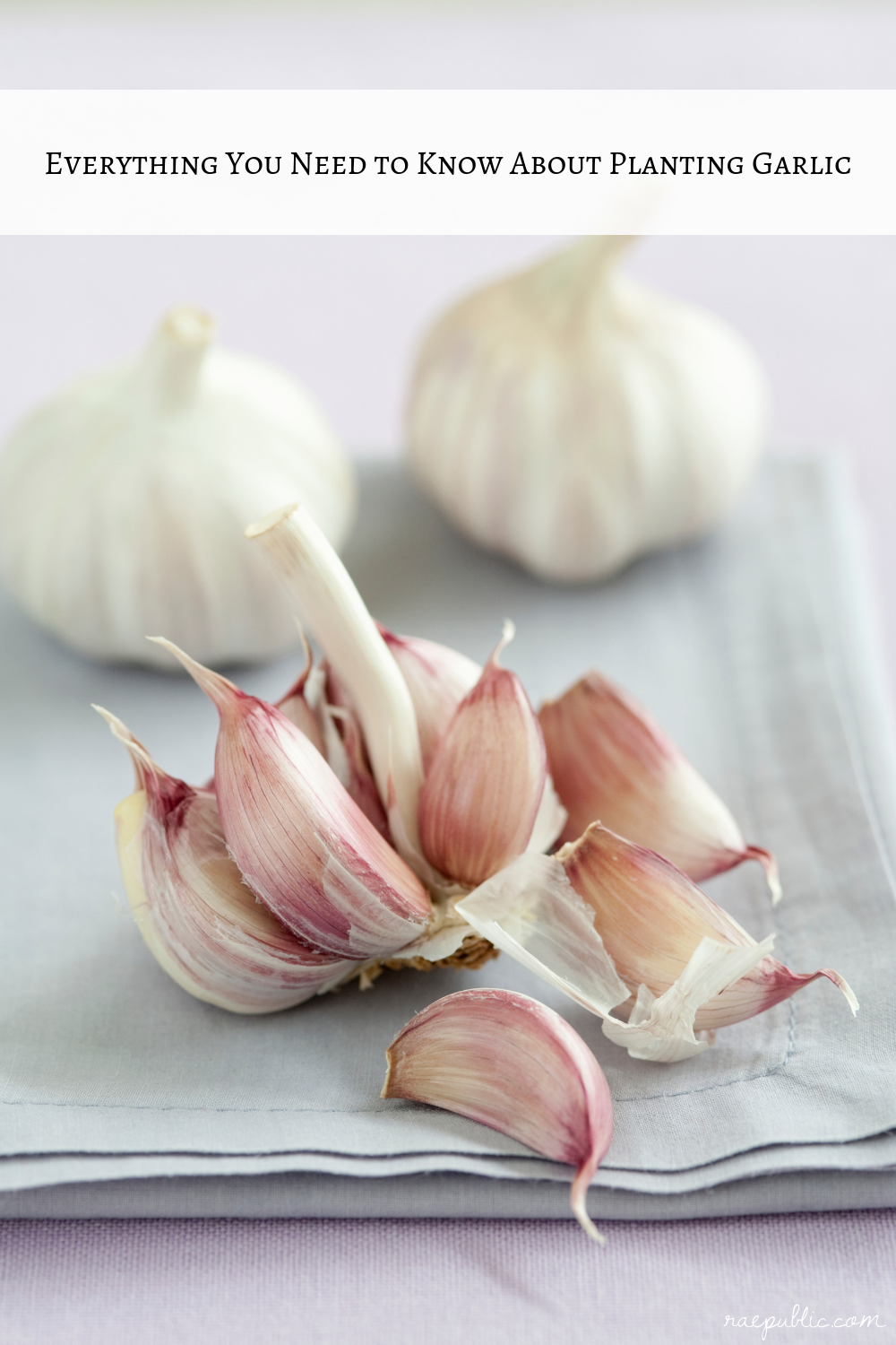 Everything you need to know about planting garlic.