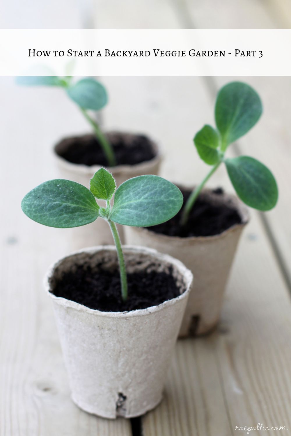 Starting your veggies indoors is sometimes the best option depending on the climate you live in and what you are hoping to grow. Read on to learn all about starting your vegetable seeds indoors.