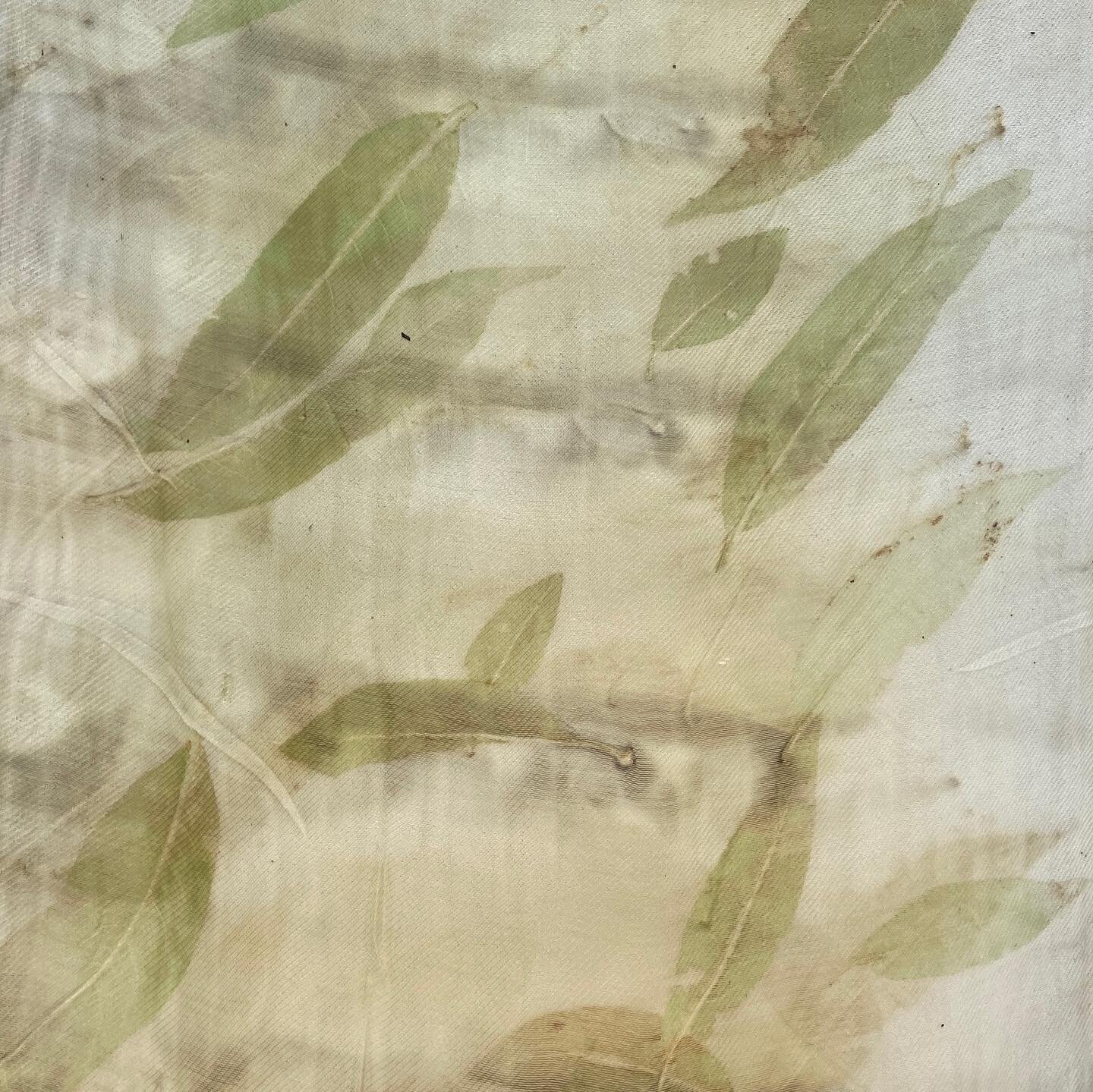 Working in the studio! Plum tree leaves 🍃 on silk #ecoprint #plumtree #plantdye #therefinedbohemian #refinedbohemian #lagunabeachcalifornia