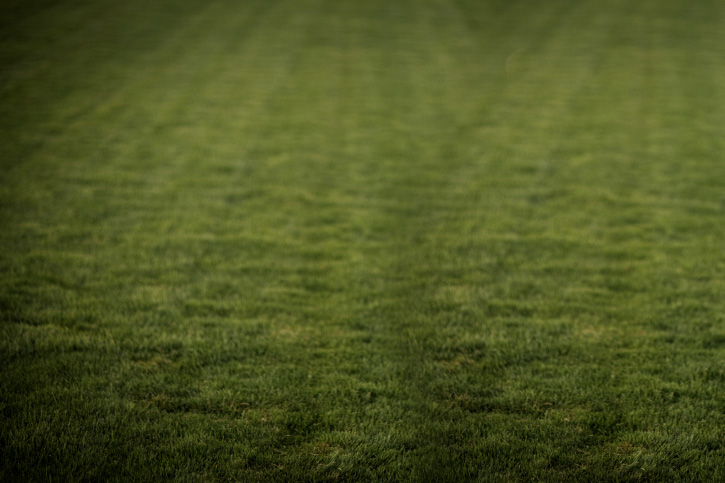 grass.jpg