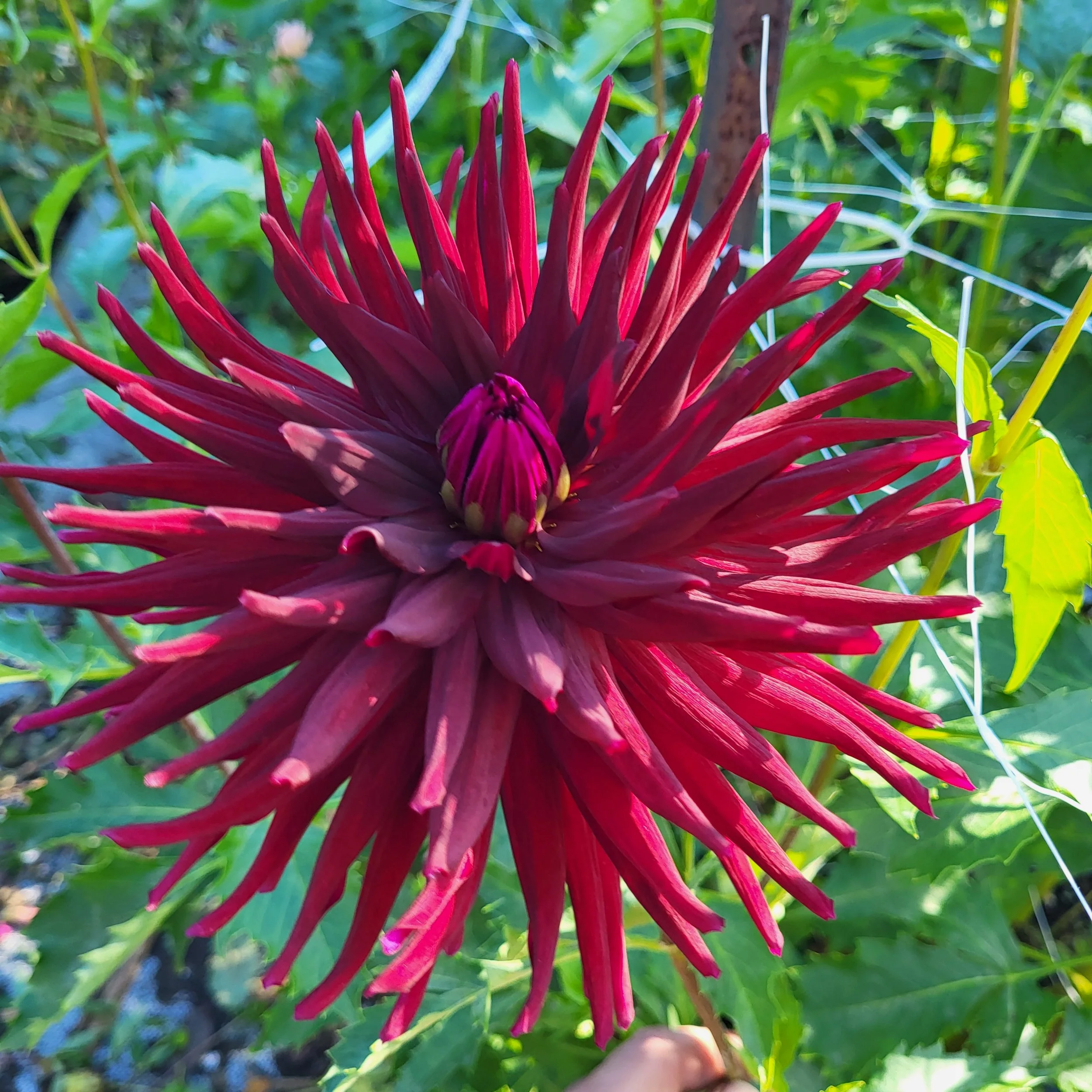 hollyhill trantula 3.jpg