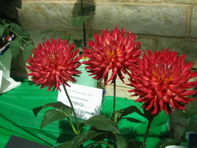 2007 ncds show 05.jpg