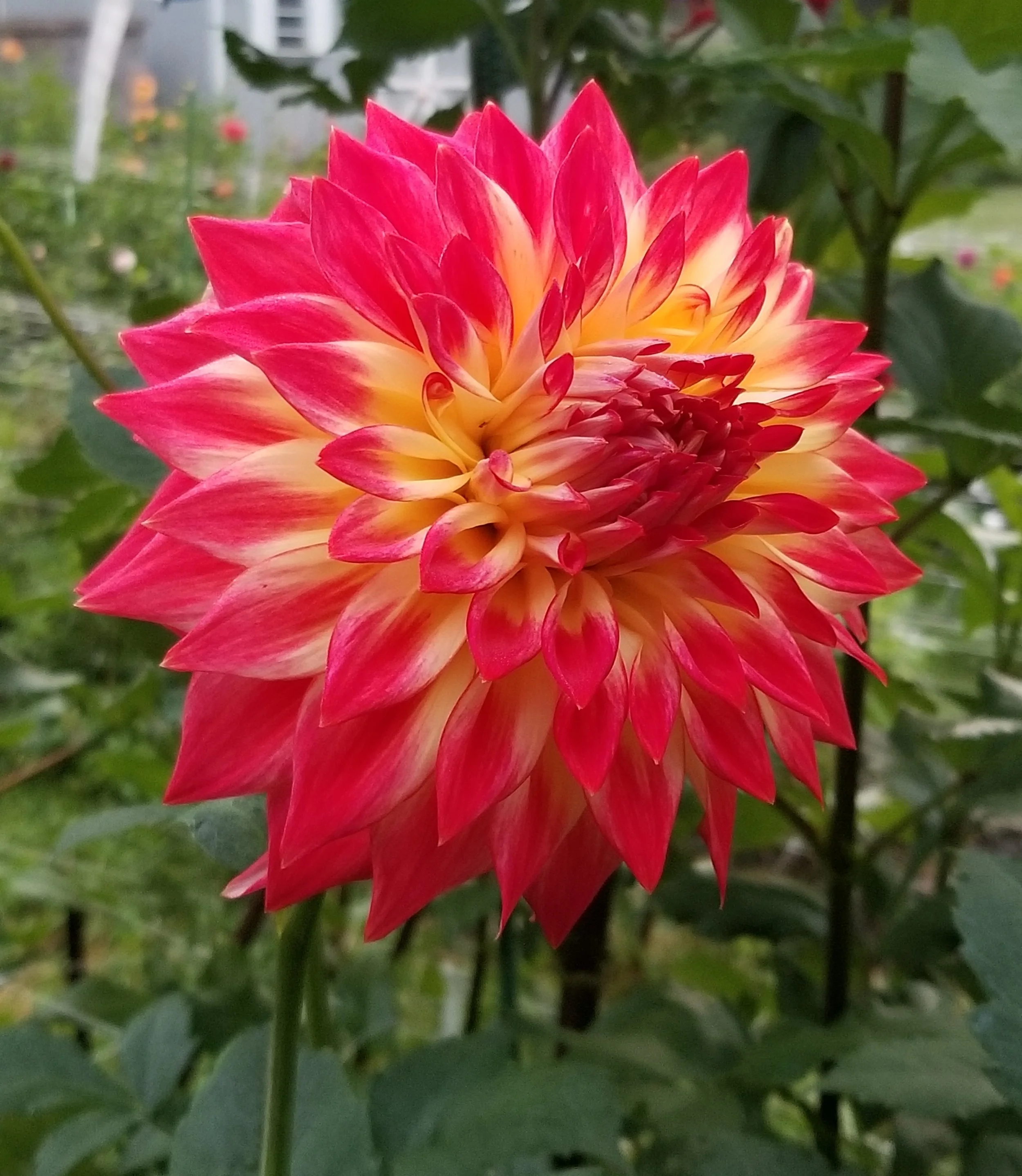 20181002_070241.jpg