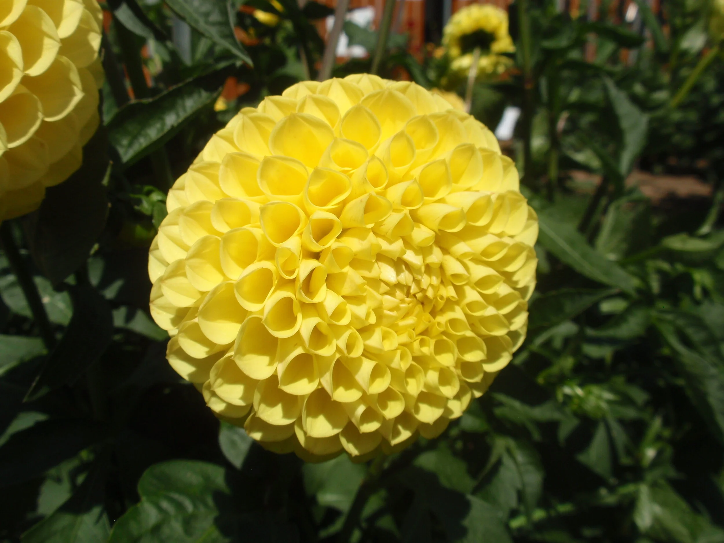 ZICHRON RAZEL ZAM 2.JPG