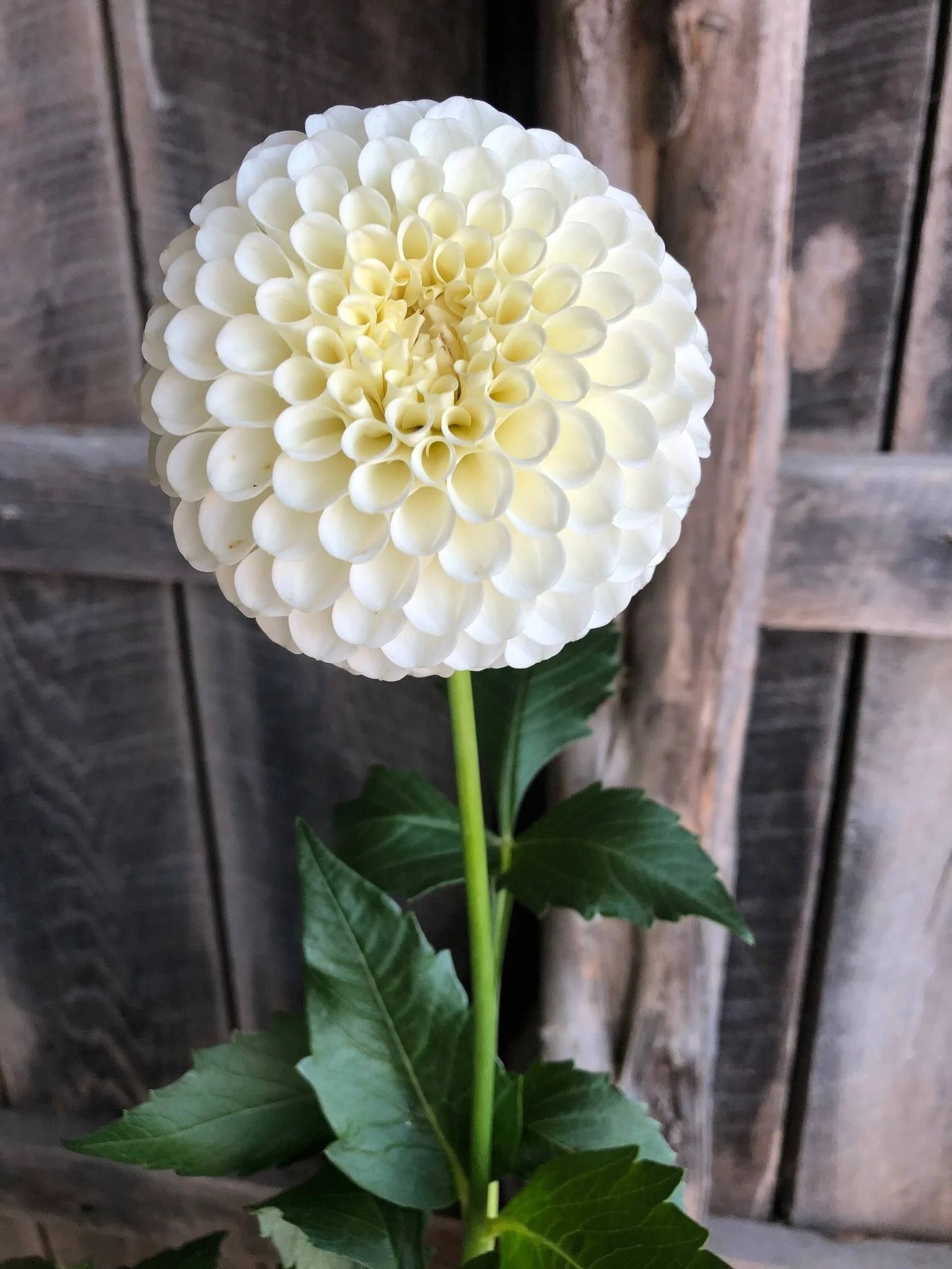 20th Ave & Baker Rd. BAWH — Crazy 4 Dahlias