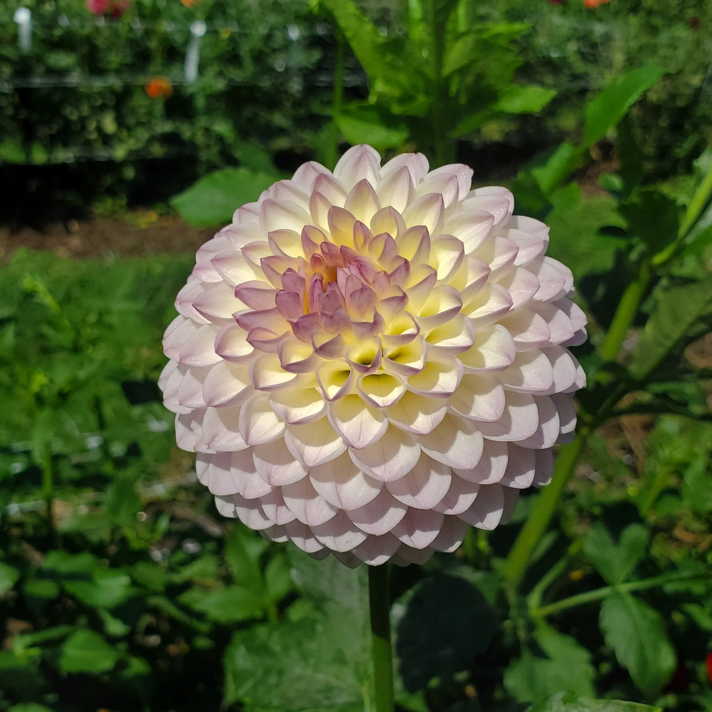 Skelmersdale Jayne MFDWH — Crazy 4 Dahlias