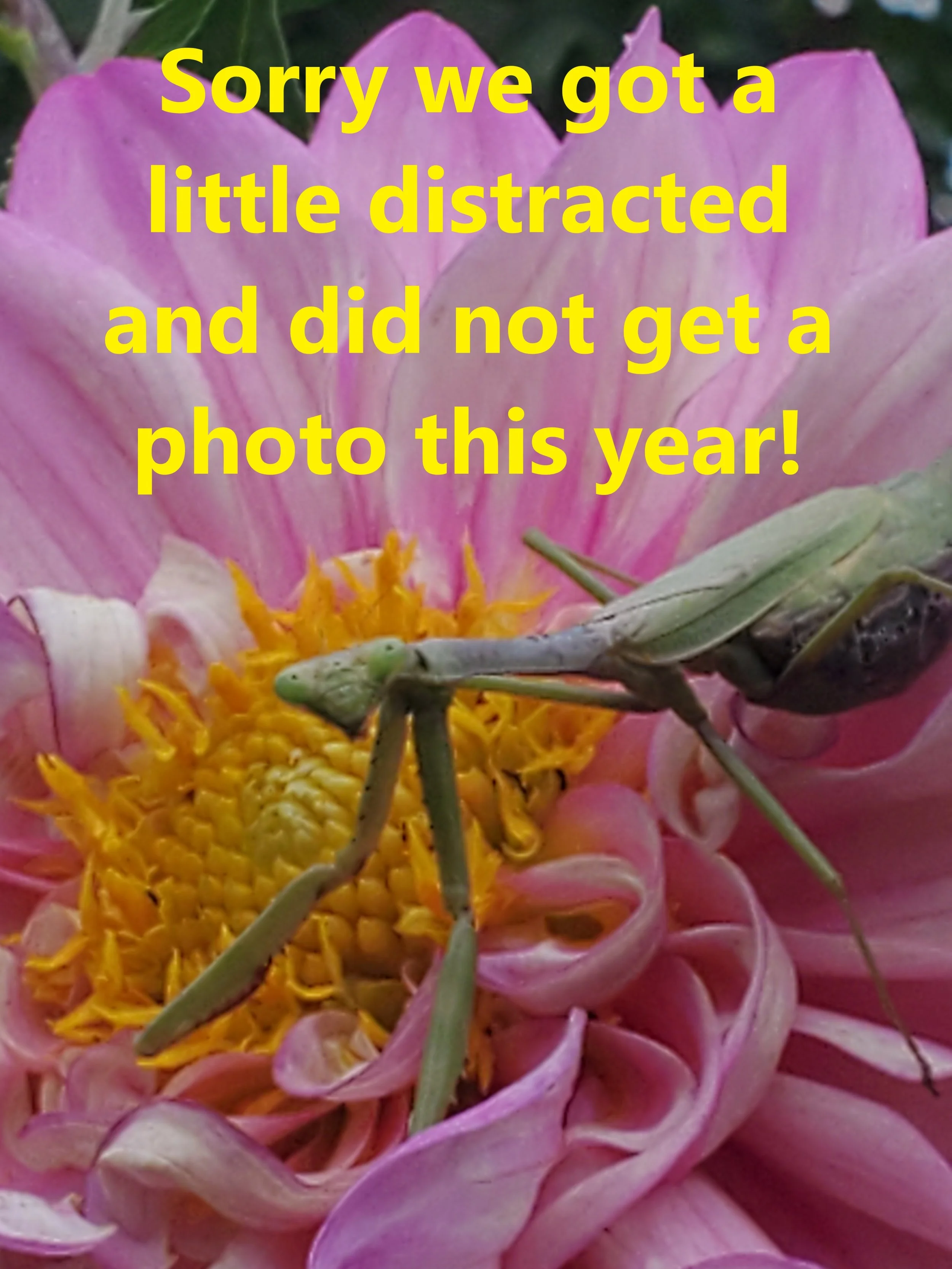 no photo.jpg