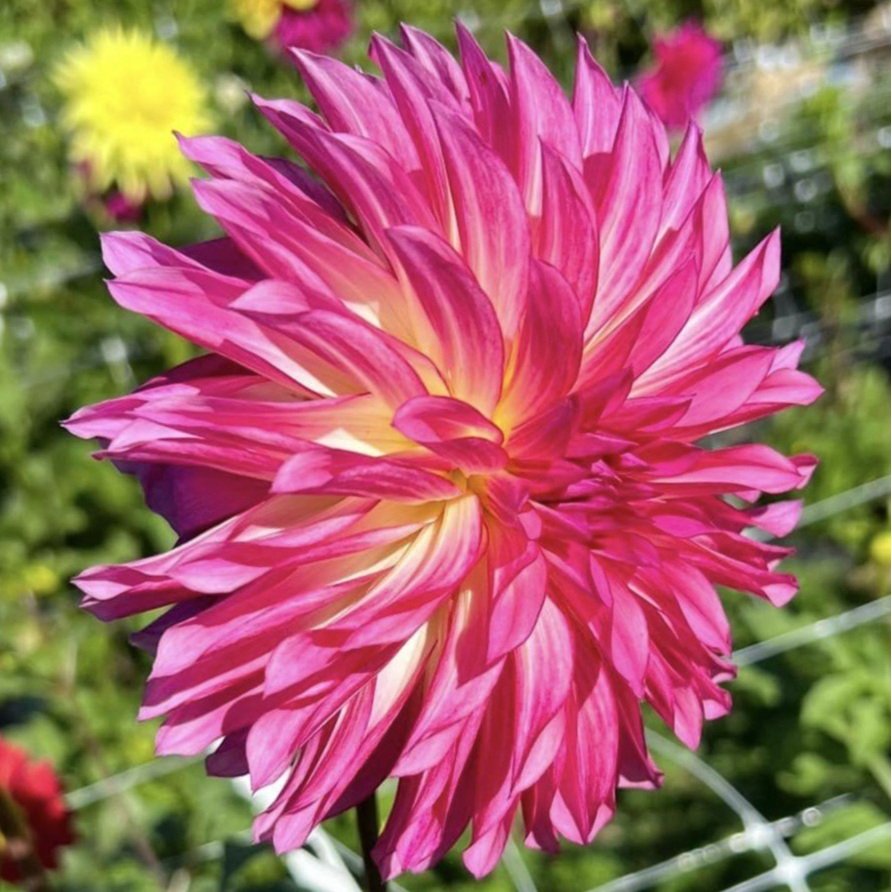 Other Fully Double Dahlias — Crazy 4 Dahlias