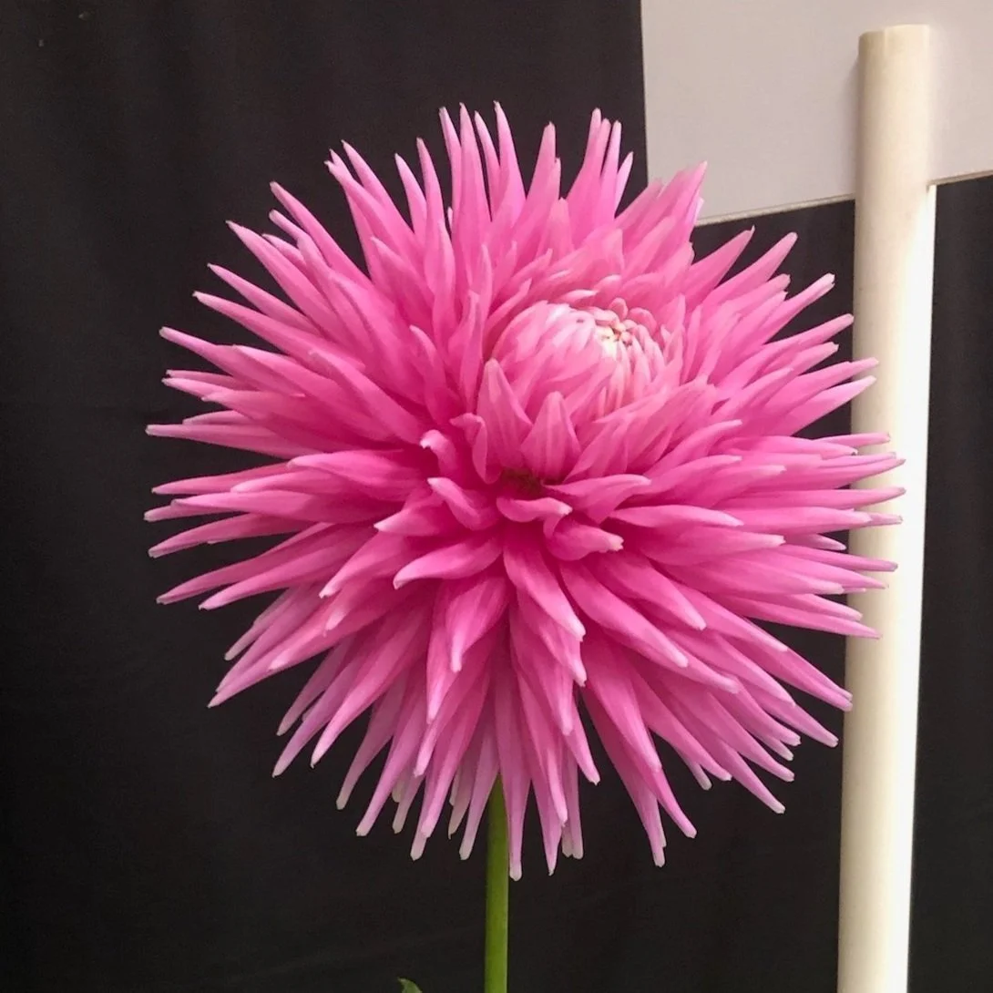 CRAZY%2B4%2BVIRGINIA%2B2.jpg?