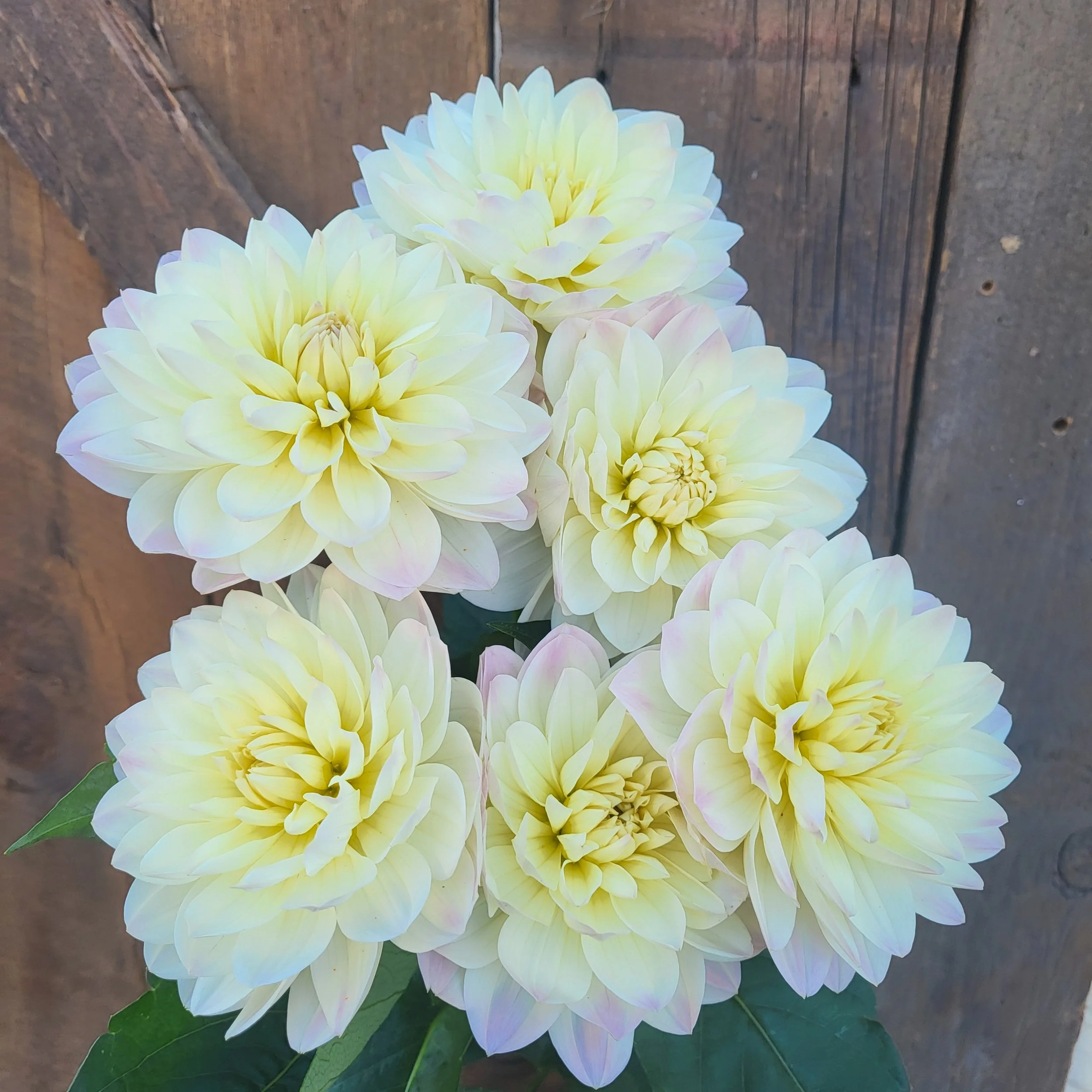 hollyhill creamy 2.jpg