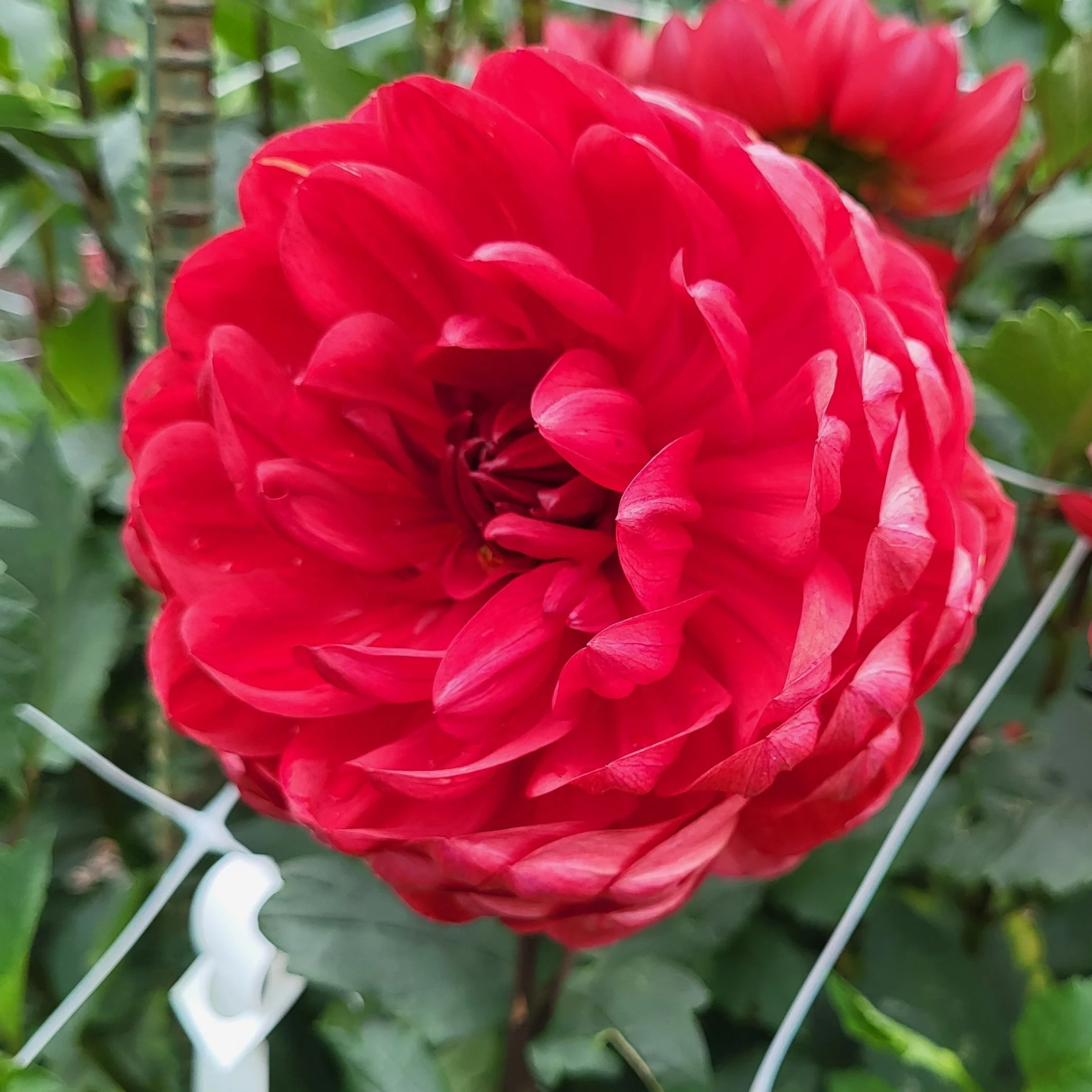 HOLLYHILL+RUBY+ROSE.jpg?format 