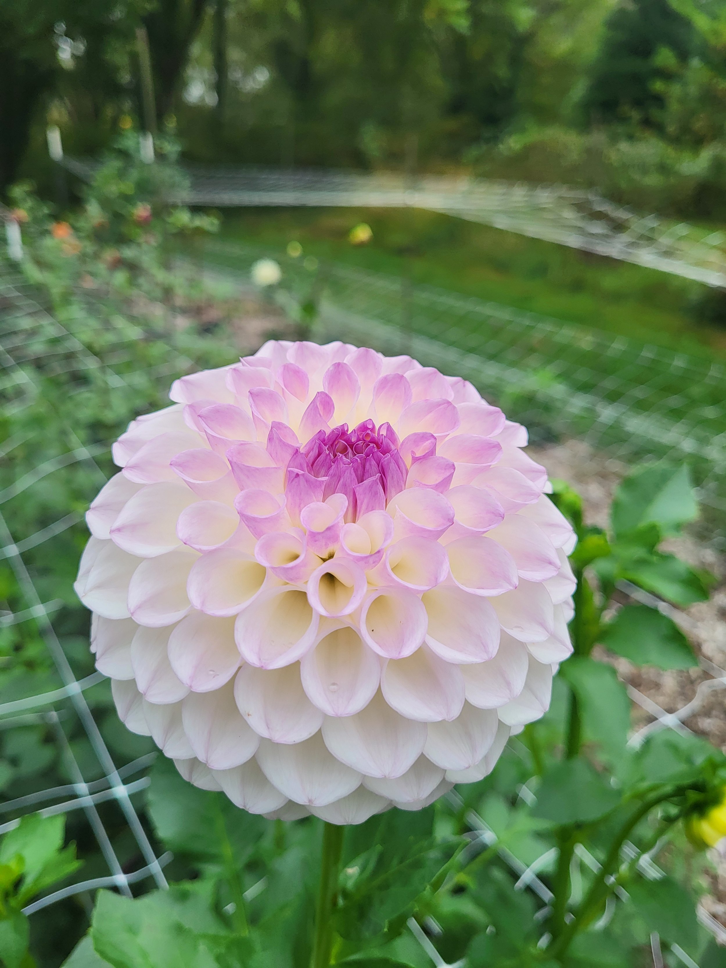 20TH AVE EYES       BB-FD-WH