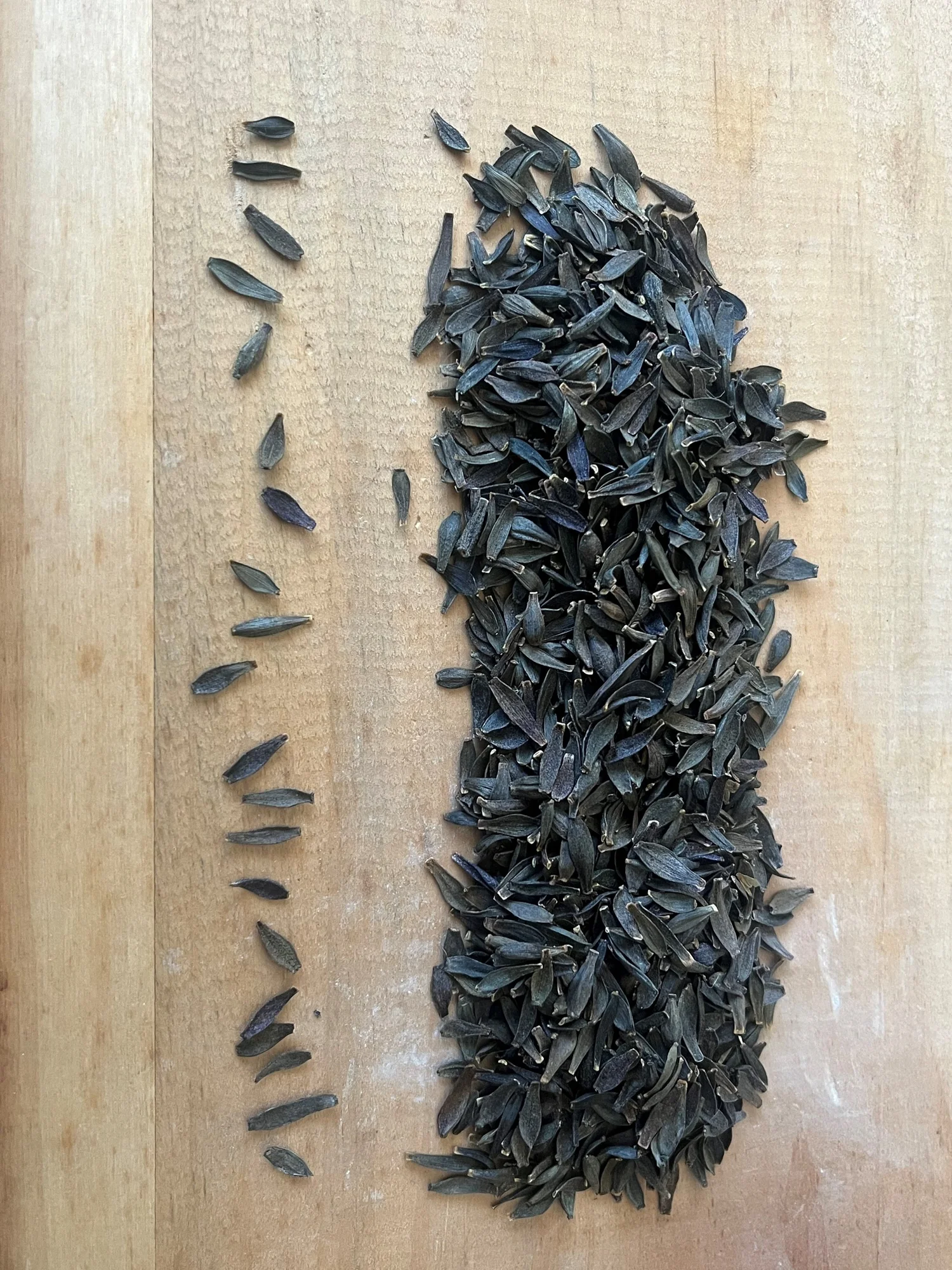 mn wildflower seeds Minnesota Select Wildflower Seed Mix
