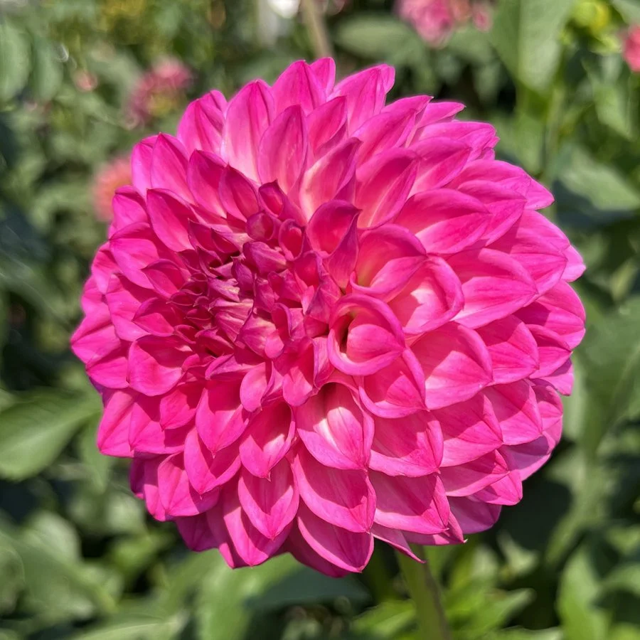 Shlomo's Birthday            BB-FD-LV