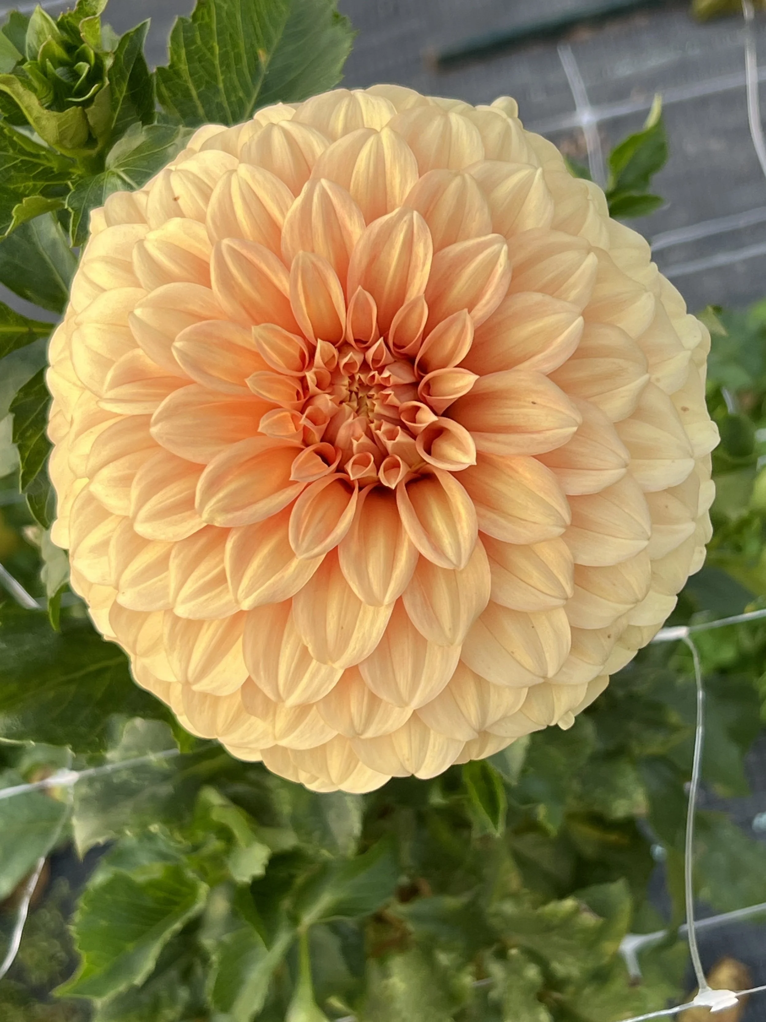 Bracken Palomino 2 arch.jpg