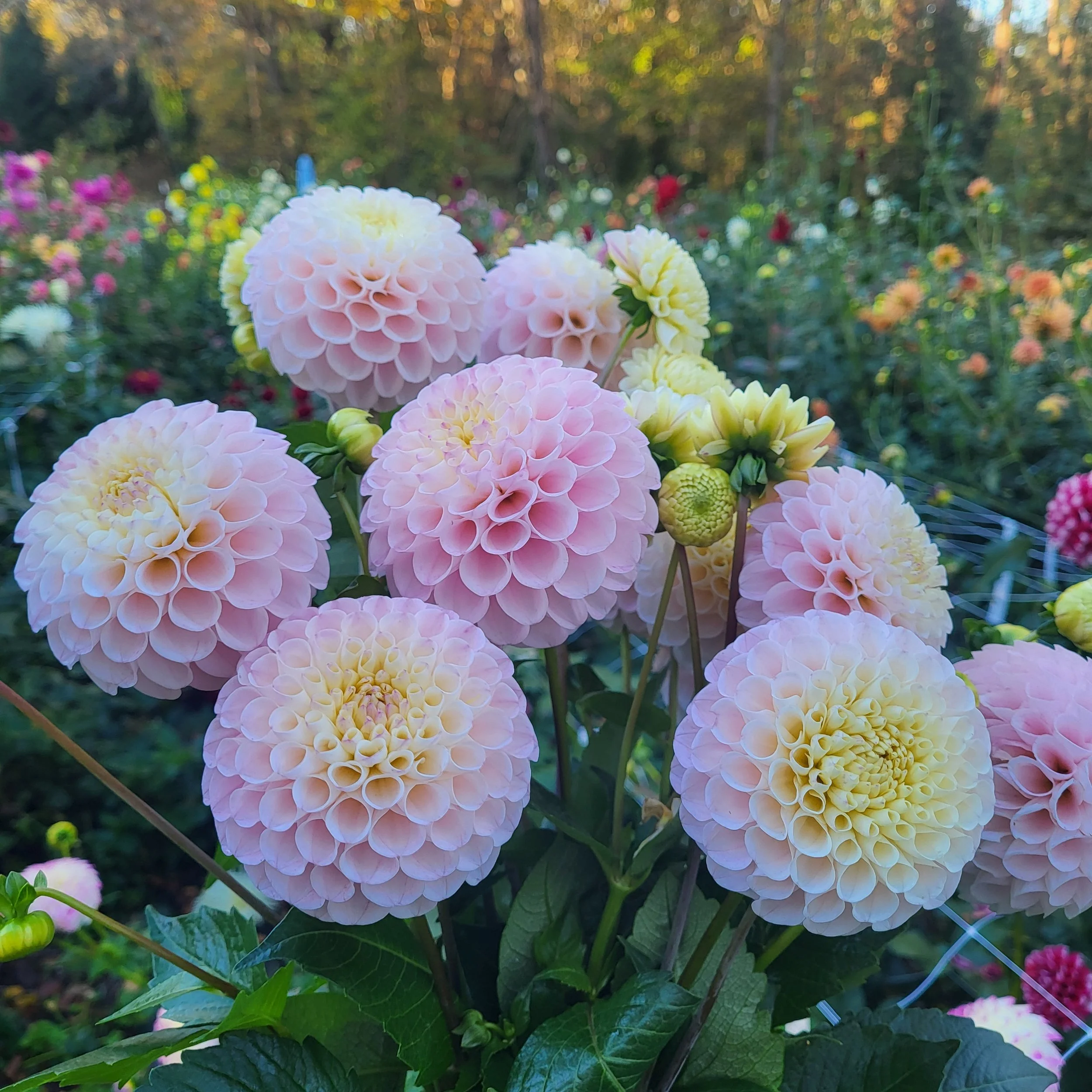 20th ave memory 3.jpg