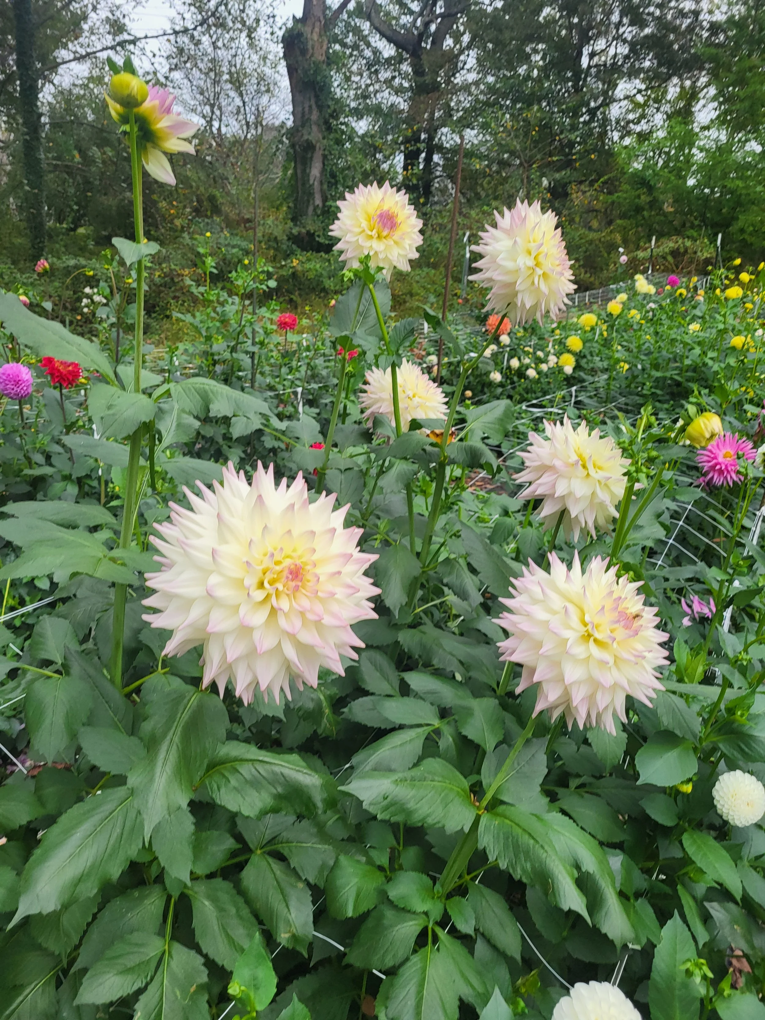 netherton cindy 4.jpg