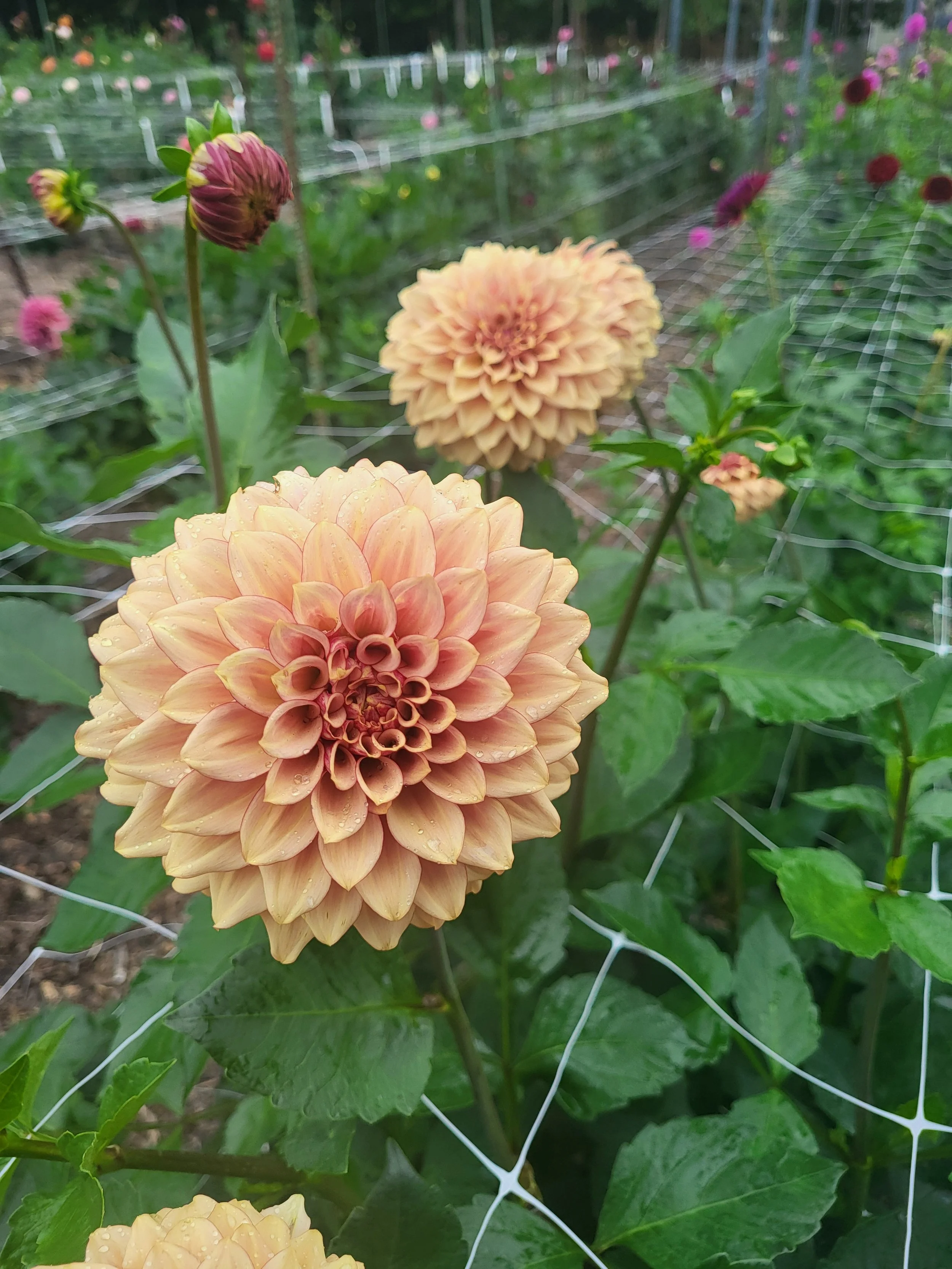 Ka's creme bruele.jpg