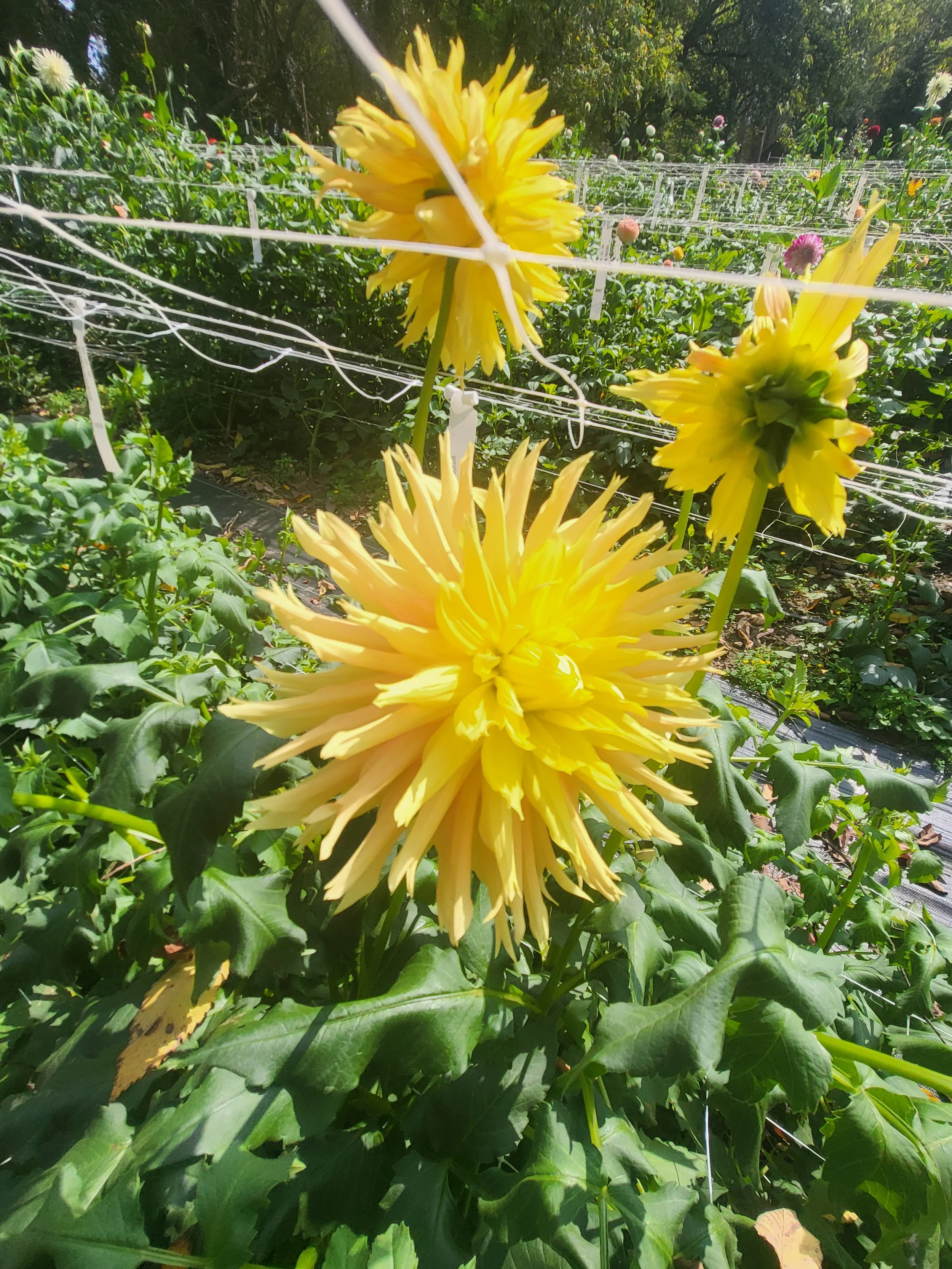 allens heatwave 1.jpg