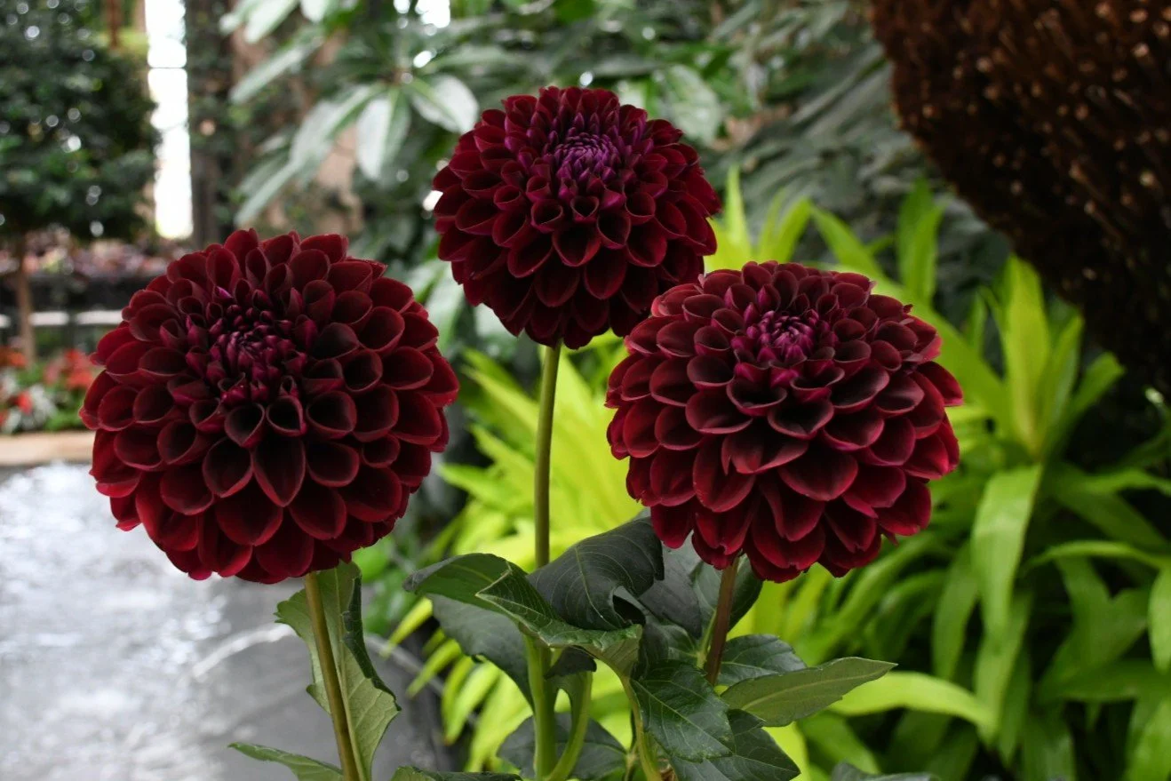 DS DORIS DAVES 2.JPG