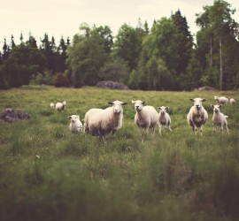 Why Knowing Your Flock Is Critical to Meaningful Preaching