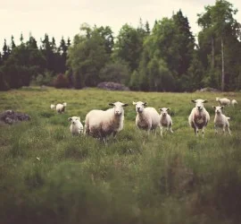 Why Knowing Your Flock Is Critical to Meaningful Preaching