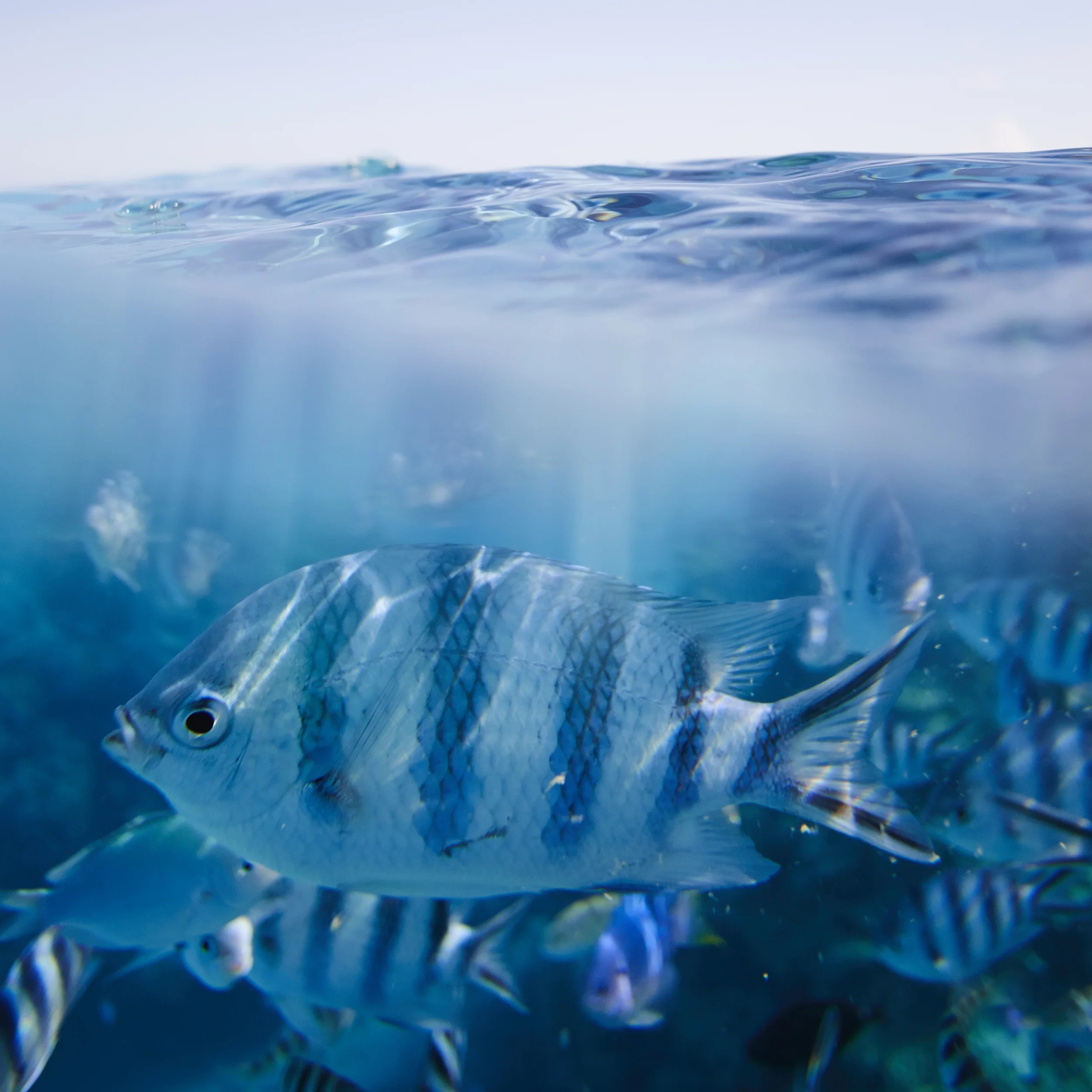 BORABORA__DSC_0937.jpg