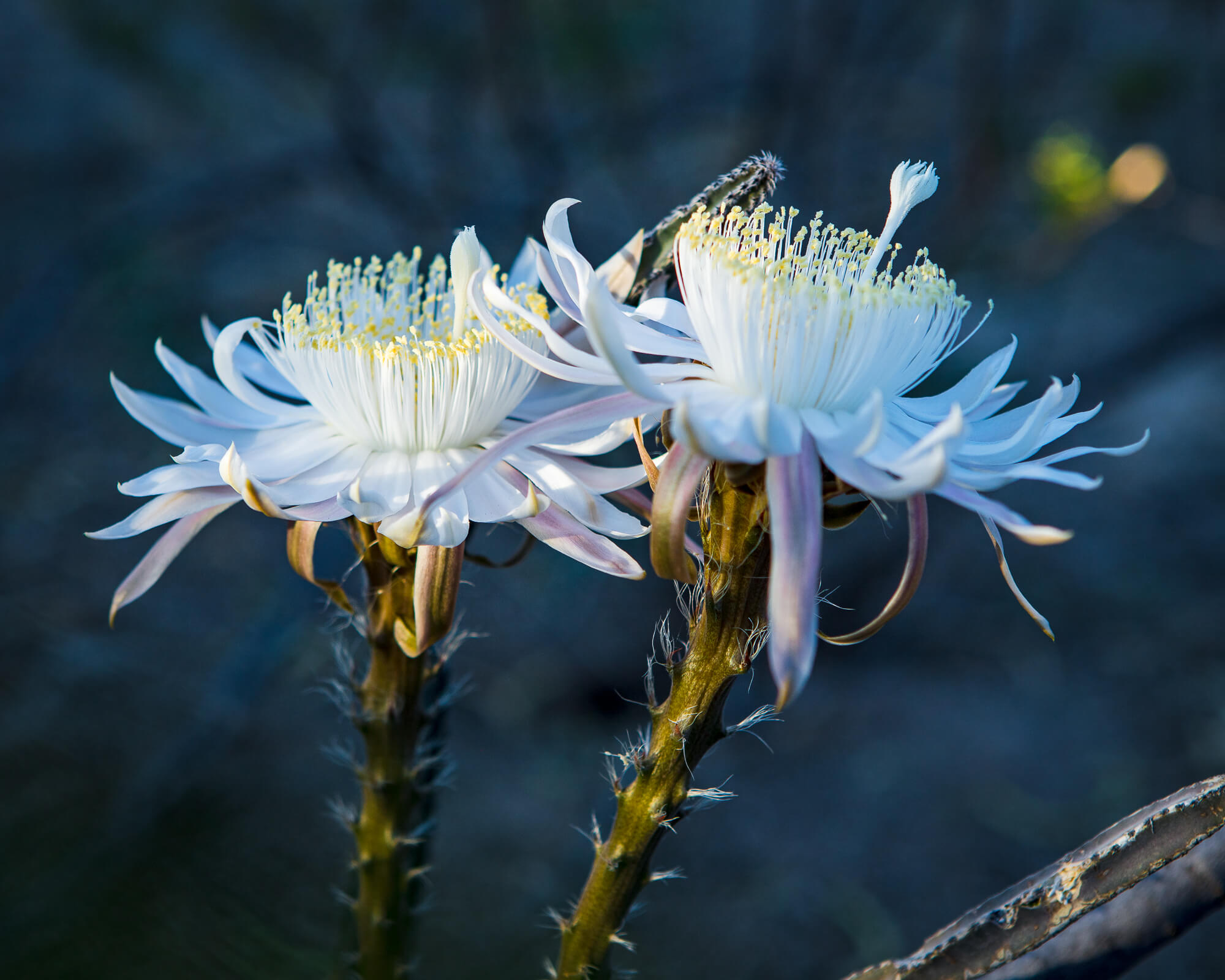 Night-Blooming-Cereus-Tucson-Arizona_MG_6381.jpg