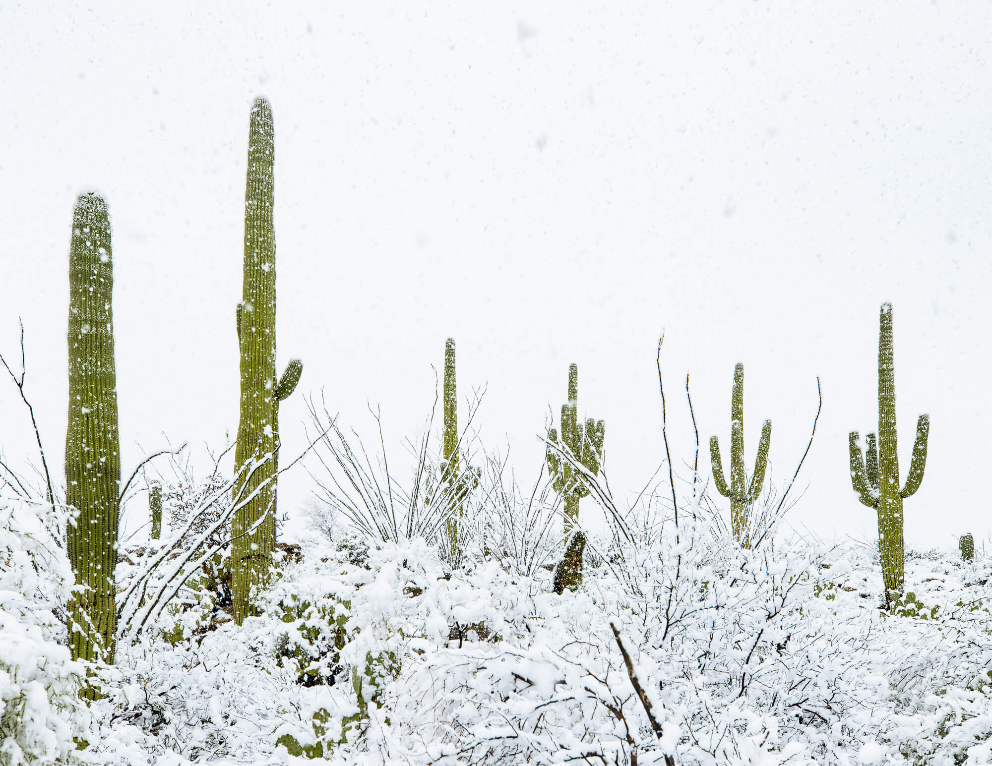 Saguaro-National-Park-snow_MG_2636.jpg