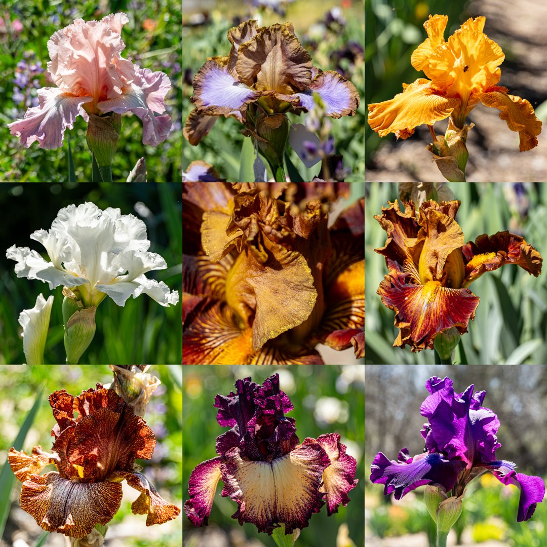 A little preview of what you may see at the Tucson Iris Society's show April 20th, 2024 at Trinity Presbyterian Church from 1-4pm.