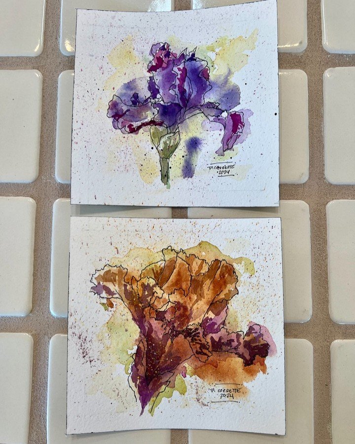 After photographing all the irises, I had to draw a couple. Just wish I hadn't splattered so much. Good practice tho! #watercolorsketch #iris